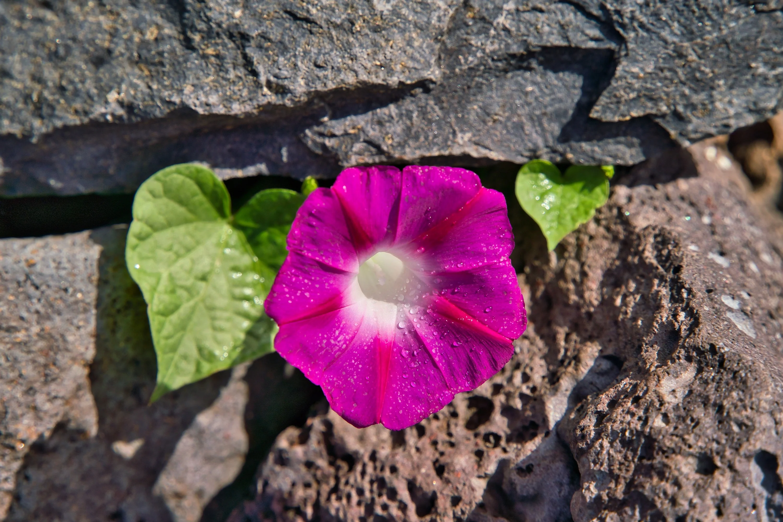 50 SCARLET O'Hara MORNING GLORY Red Ipomoea Nil Flower Vine Seeds - Image 9