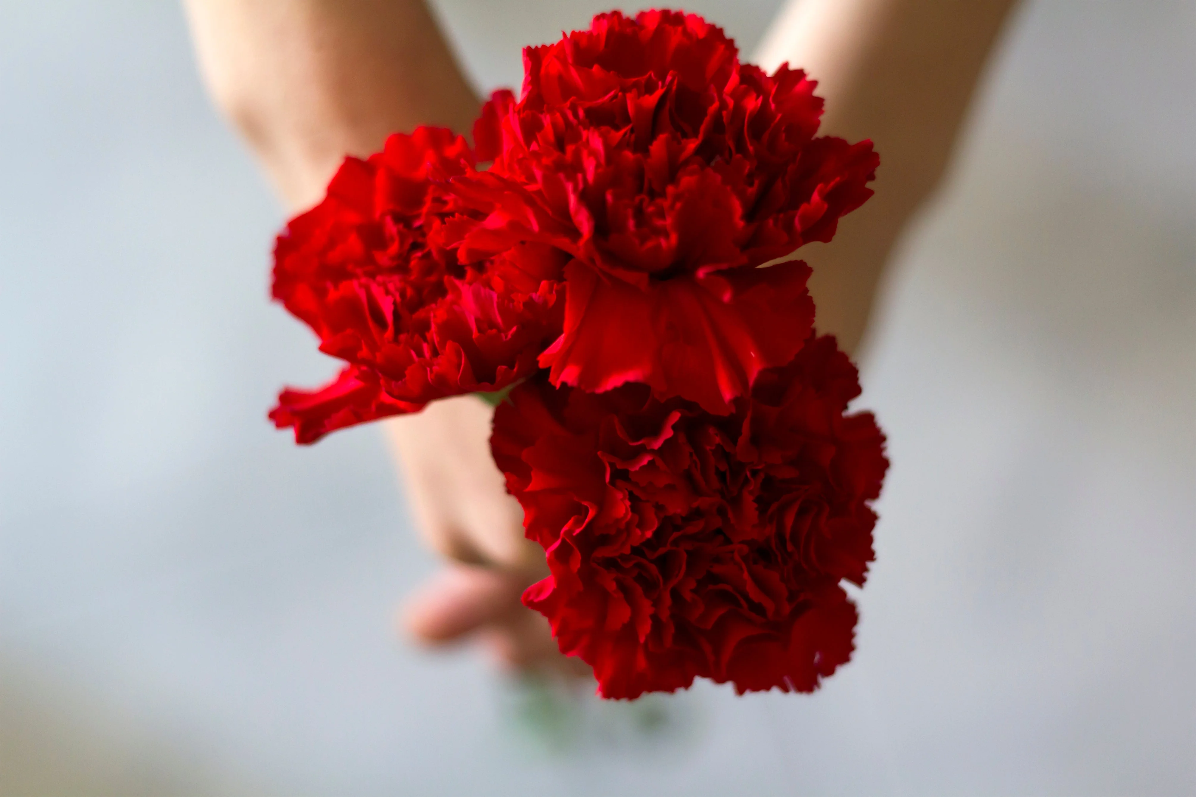 50 SCARLET RED CARNATION Dianthus Caryophyllus Grenadin Double Flower Seeds - Image 7