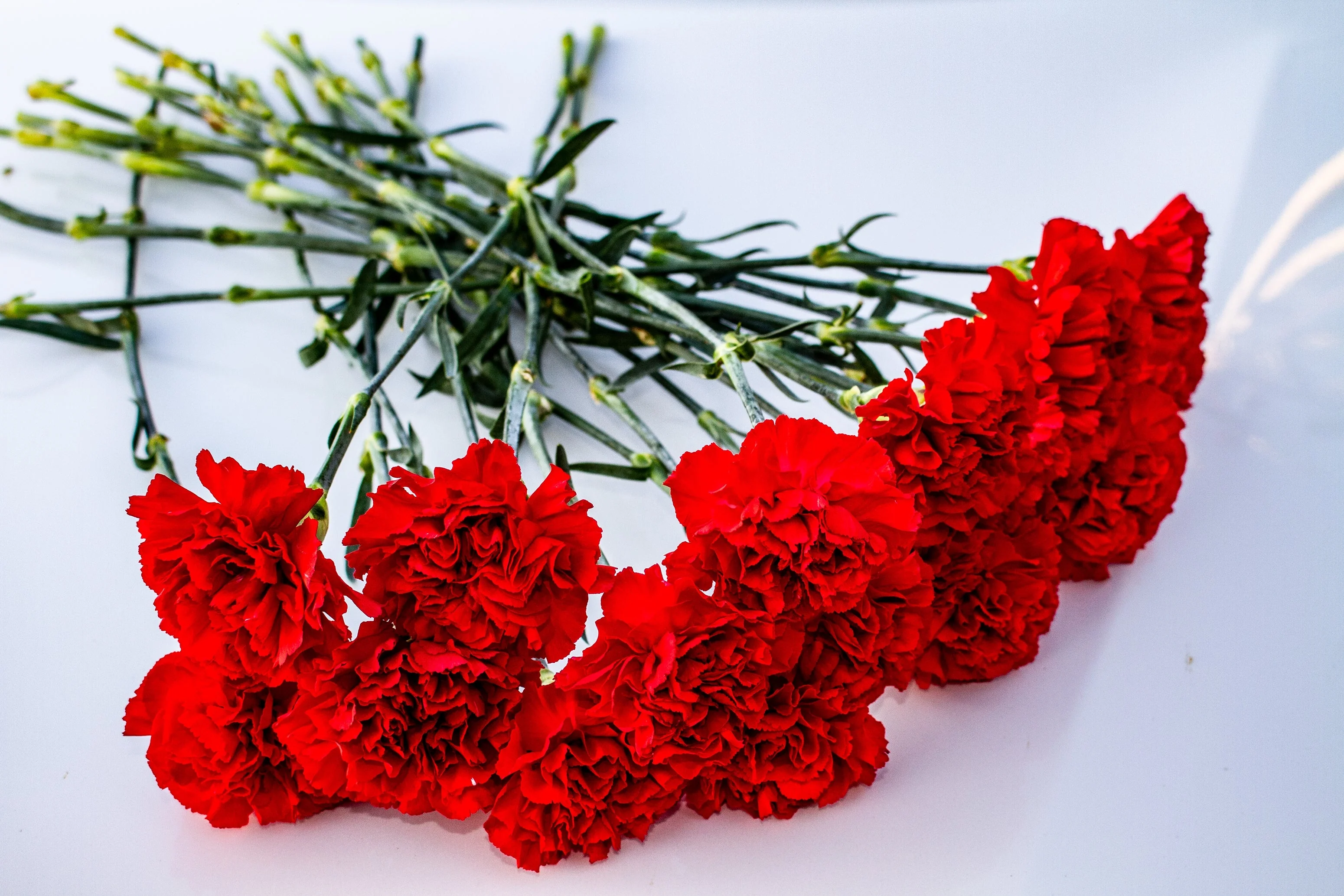 50 SCARLET RED CARNATION Dianthus Caryophyllus Grenadin Double Flower Seeds - Image 8