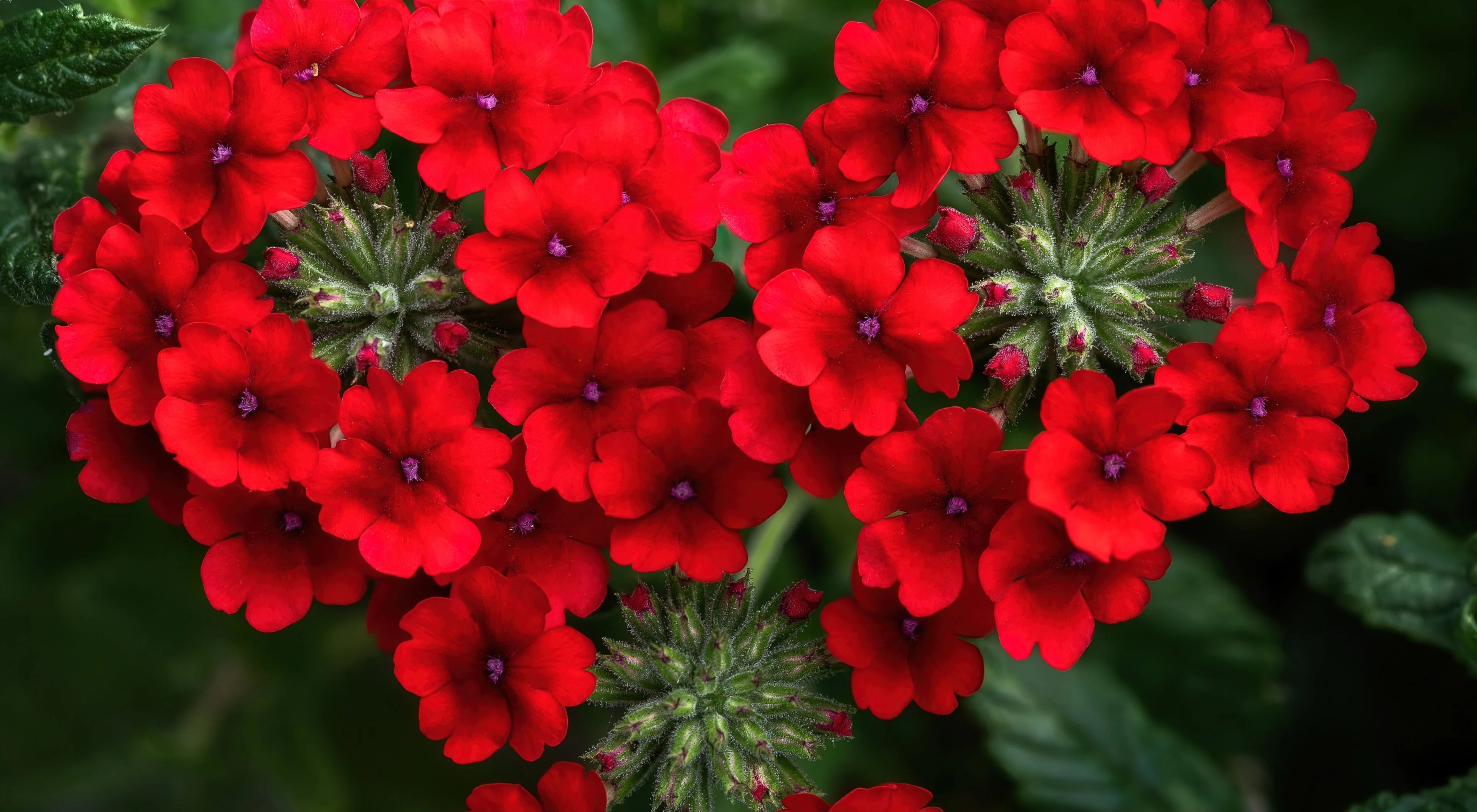 50 SCARLET VERBENA Red Nana Compacta Fragrant Flower Seeds - Image 12