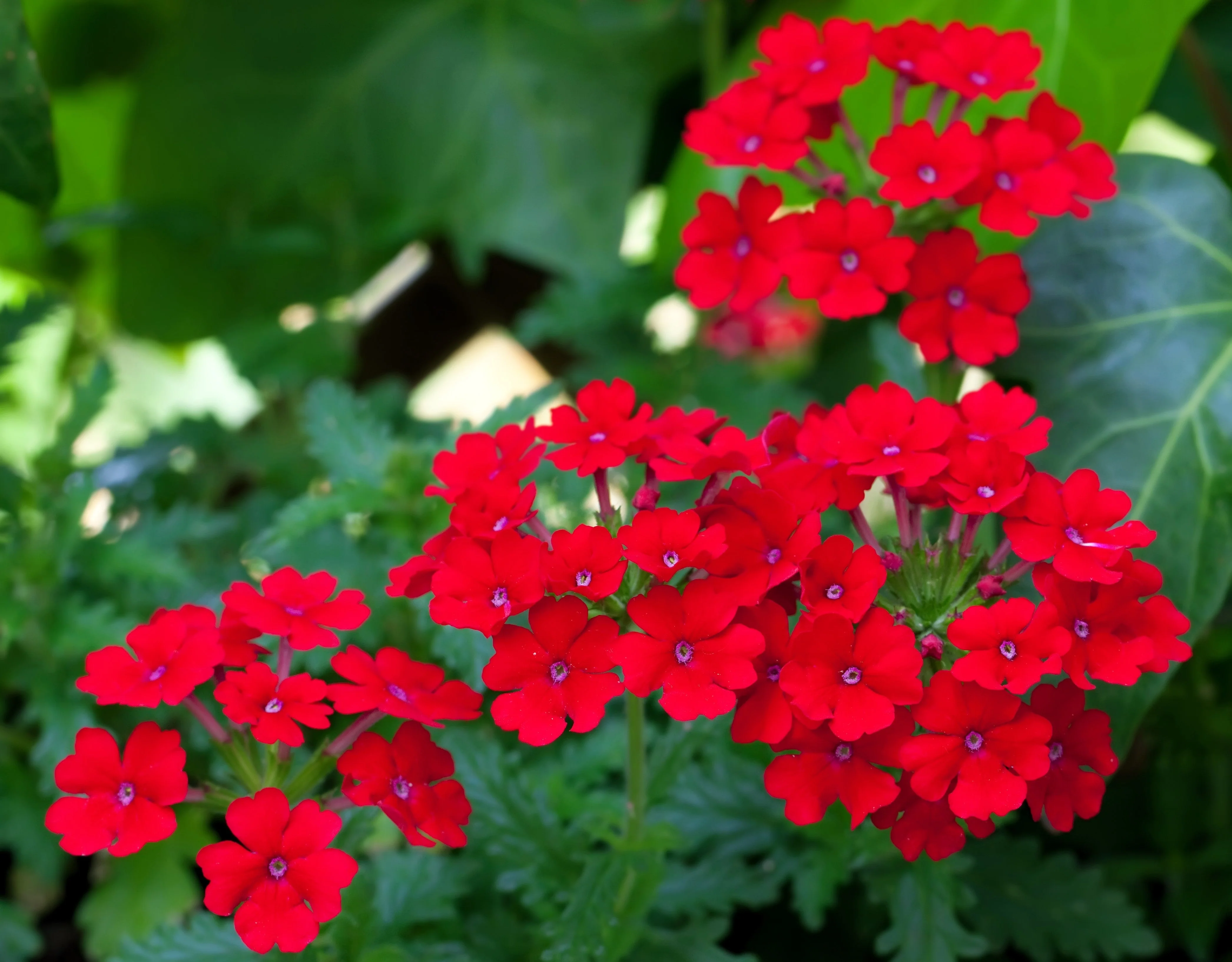50 SCARLET VERBENA Red Nana Compacta Fragrant Flower Seeds - Image 9