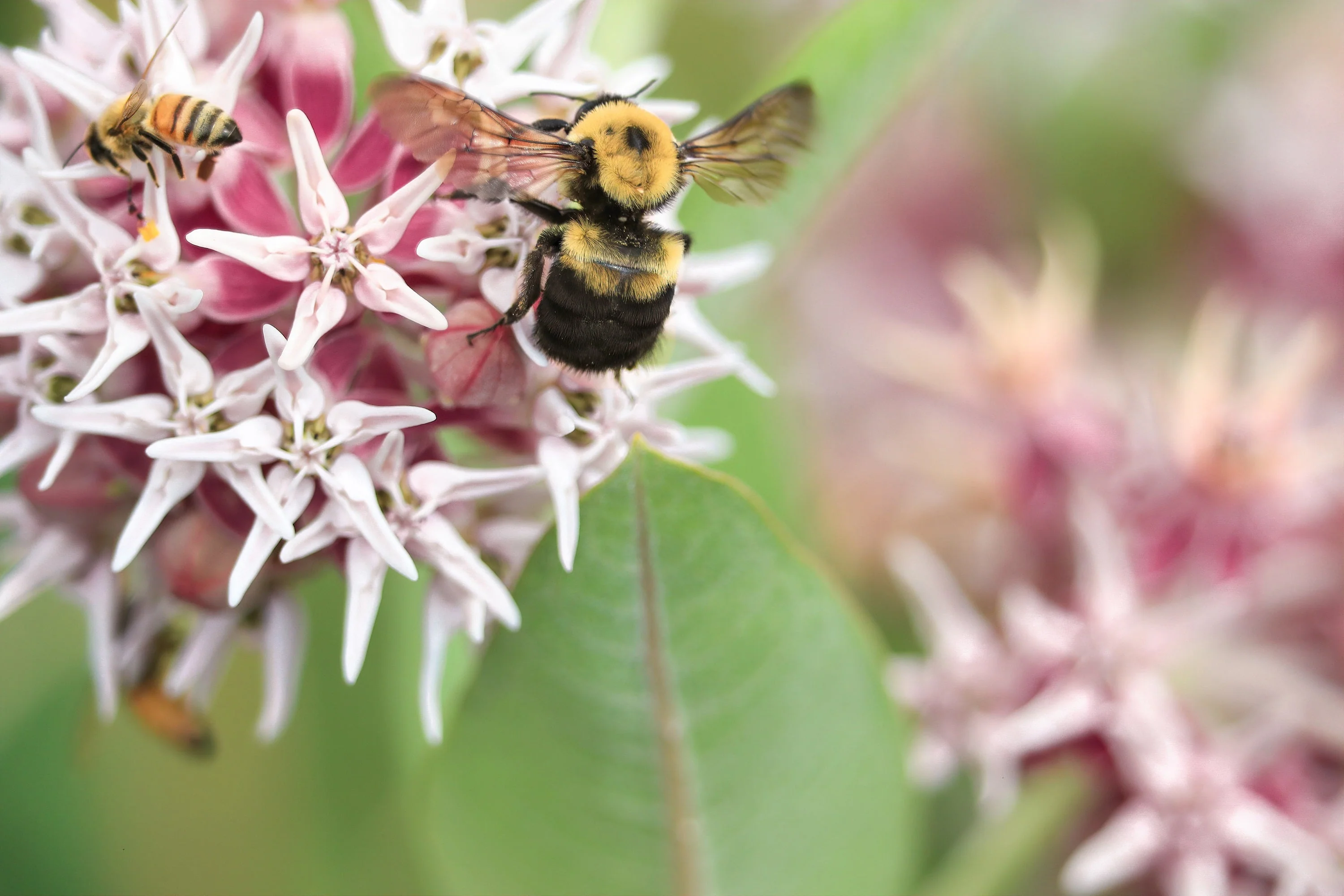 50 SHOWY (Greek) MILKWEED Asclepias Speciosa Flower Seeds - Image 3