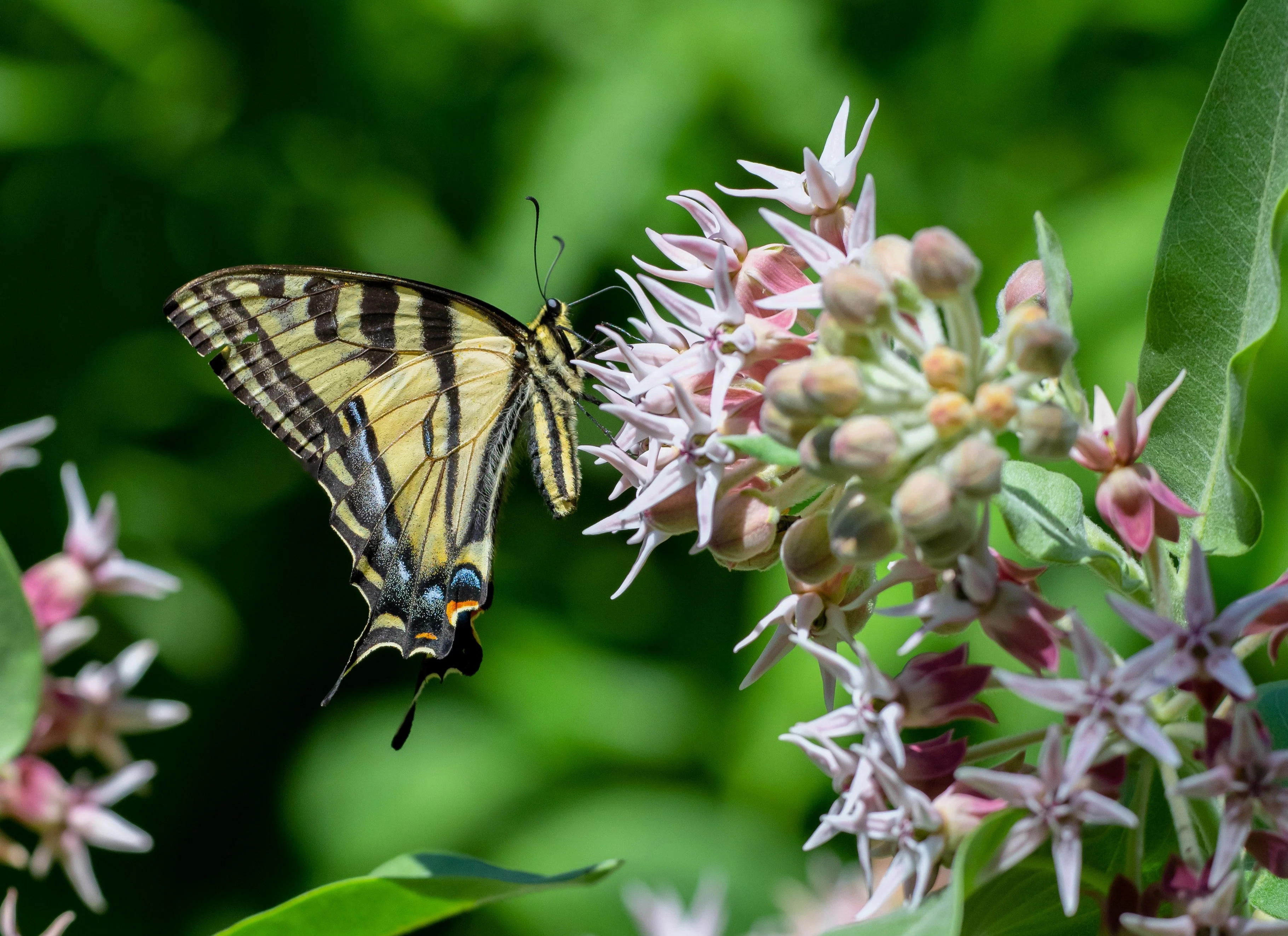 50 SHOWY (Greek) MILKWEED Asclepias Speciosa Flower Seeds - Image 4