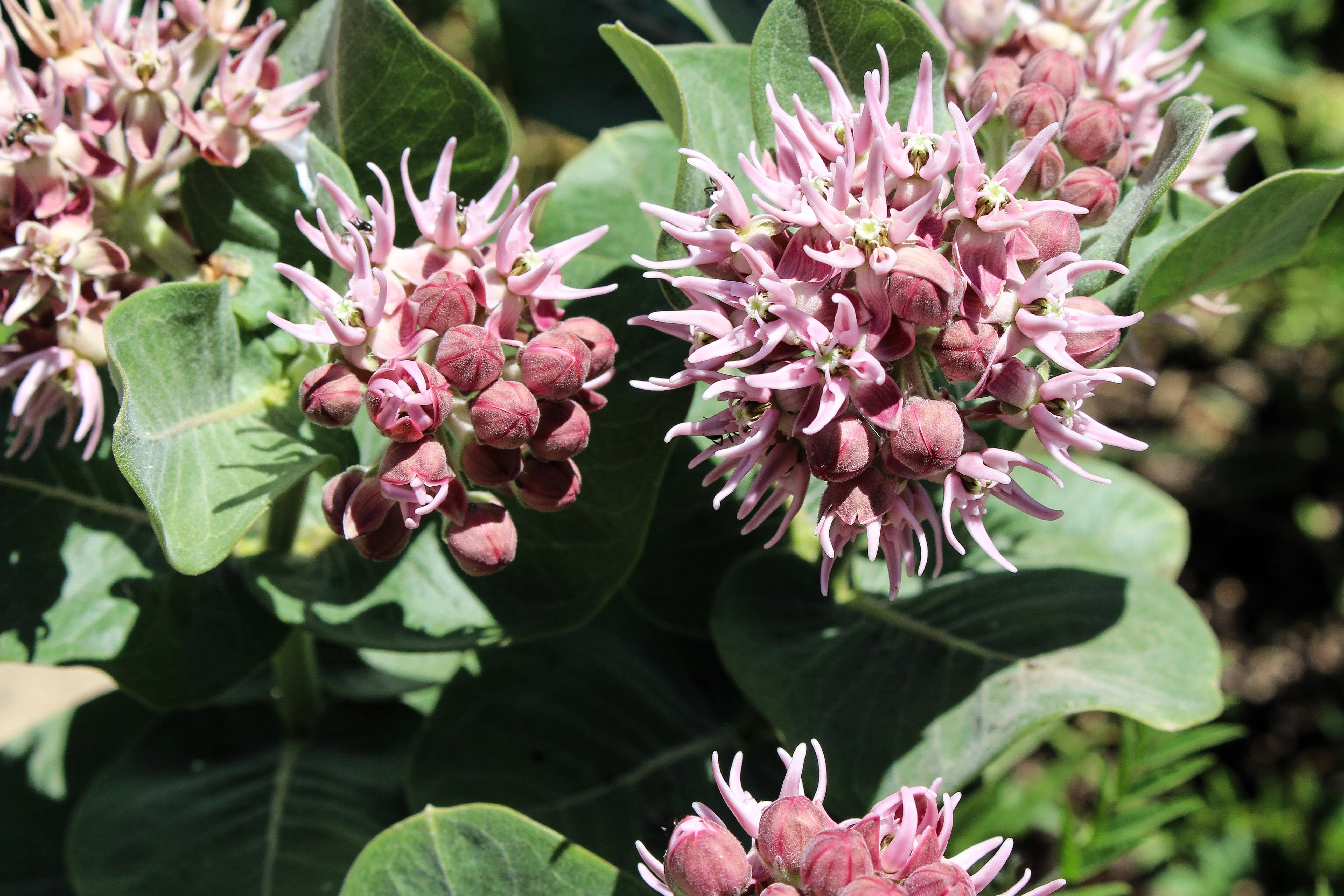 50 SHOWY (Greek) MILKWEED Asclepias Speciosa Flower Seeds - Image 9