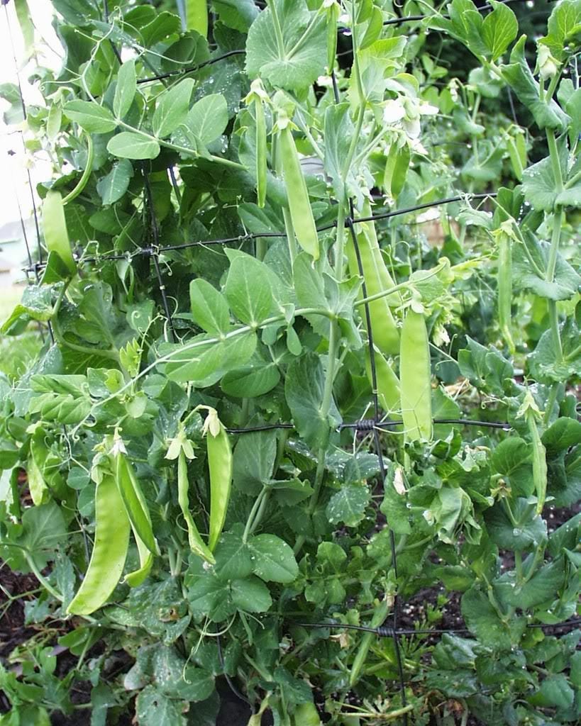 50 SNOW PEA Pisum Sativum Vegetable Seeds - Image 2