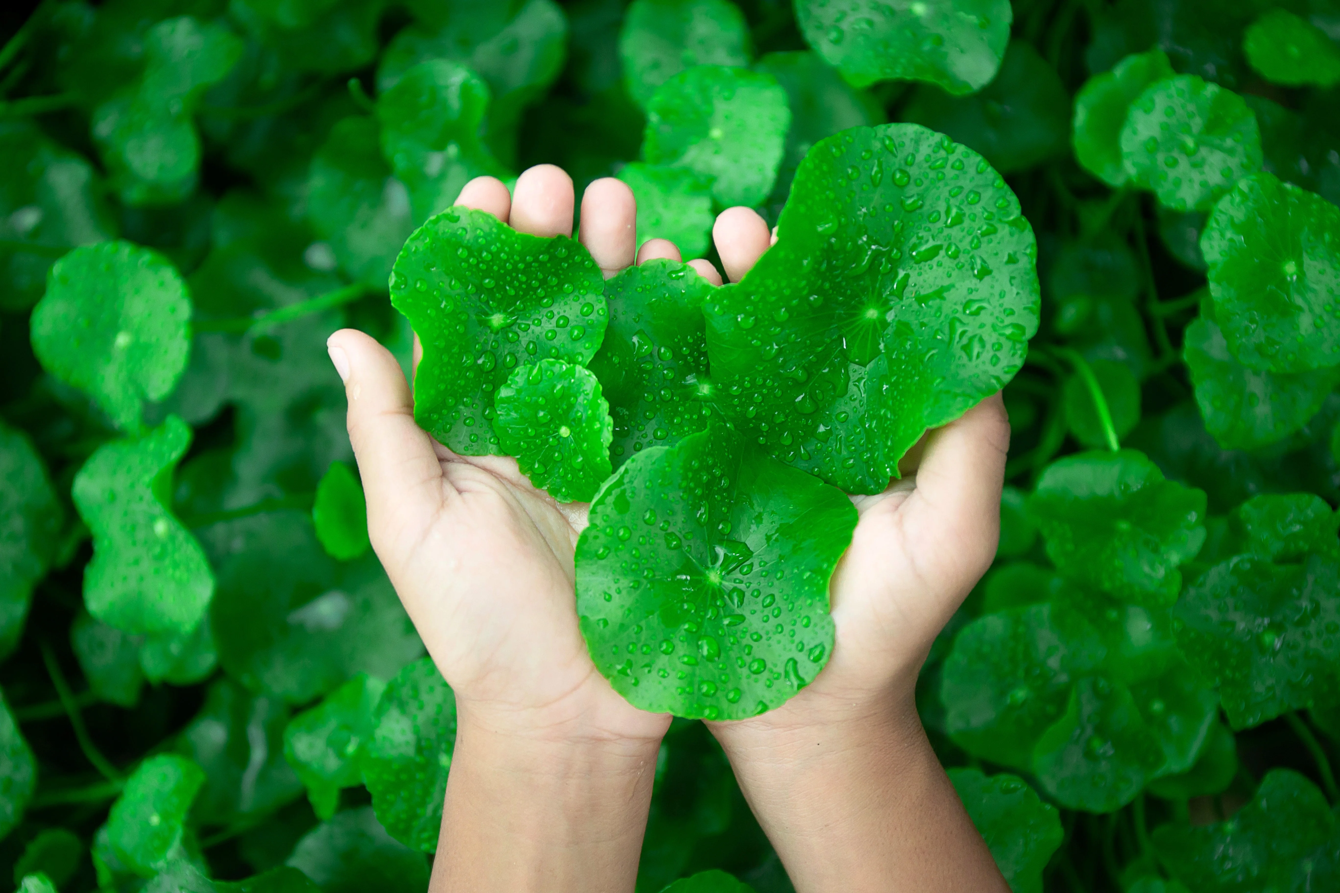50 SPADELEAF Edible Coinwort Centella Asiatica Gotu Kola Herb Pink Flower Seeds - Image 3