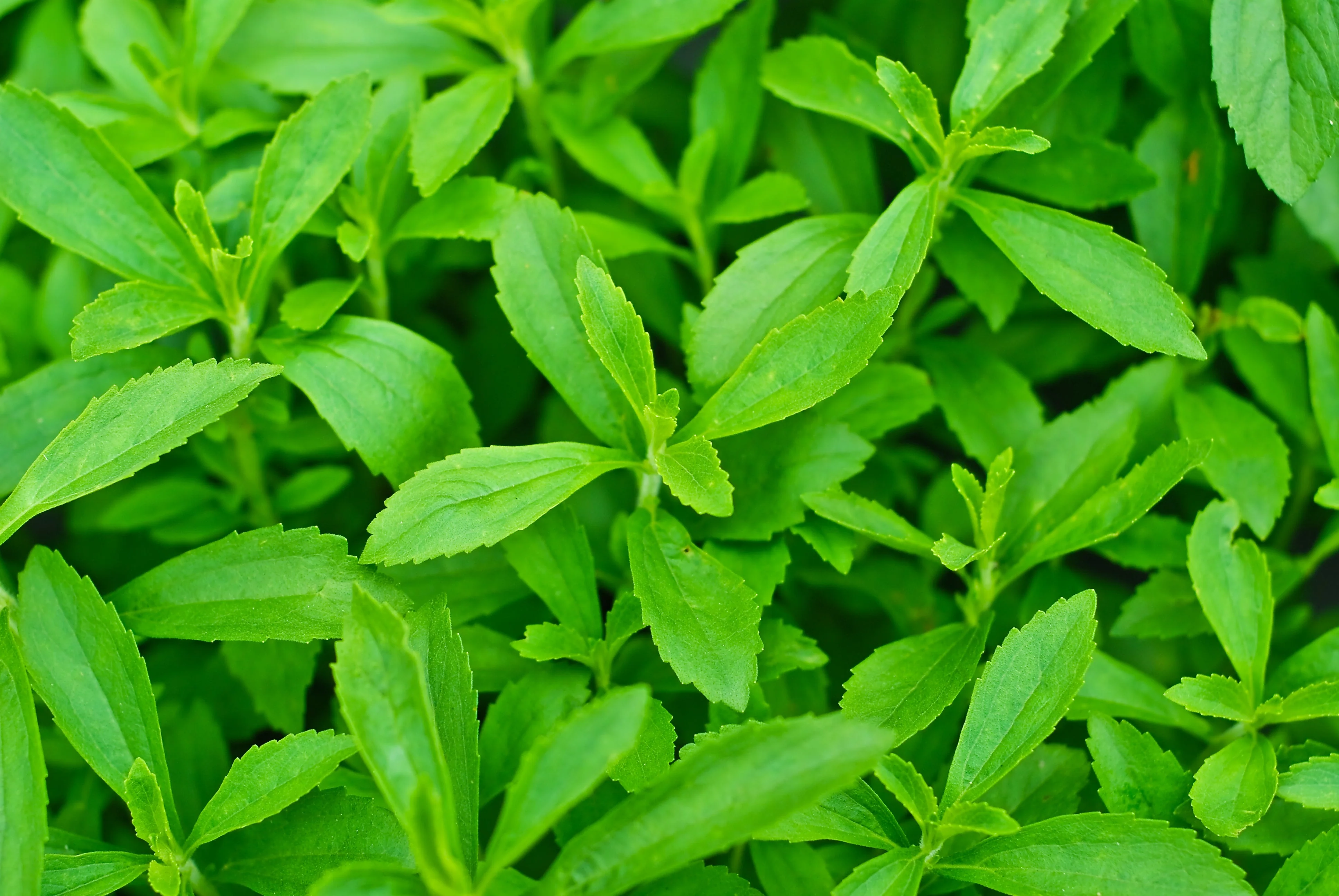 50 STEVIA ( Sweetleaf / Sweet Leaf / Sugarleaf ) Stevia Rebaudiana Sugar Flower Herb Seeds - Image 2