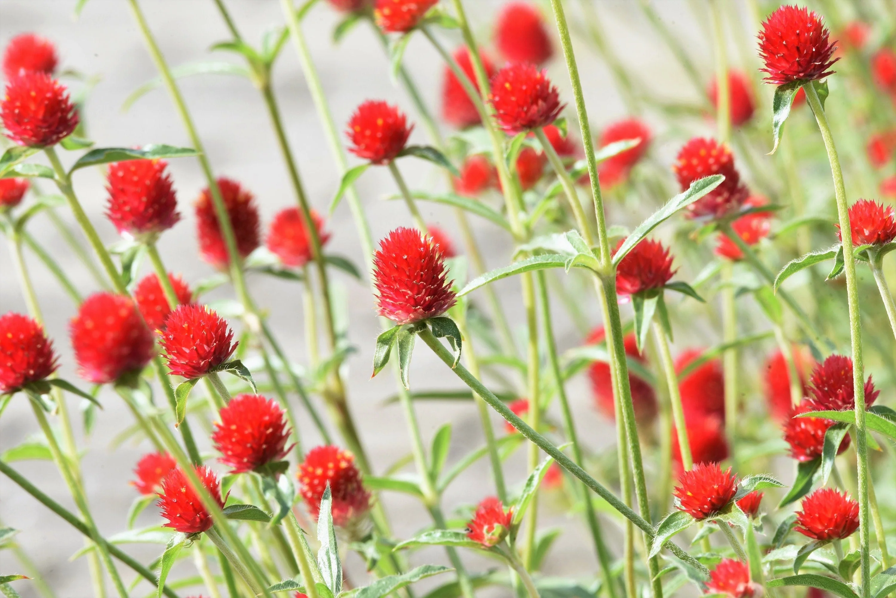 50 STRAWBERRY FIELDS GOMPHRENA Haageana Rio Grande Globe Amaranth Scarlet Red Flower Seeds