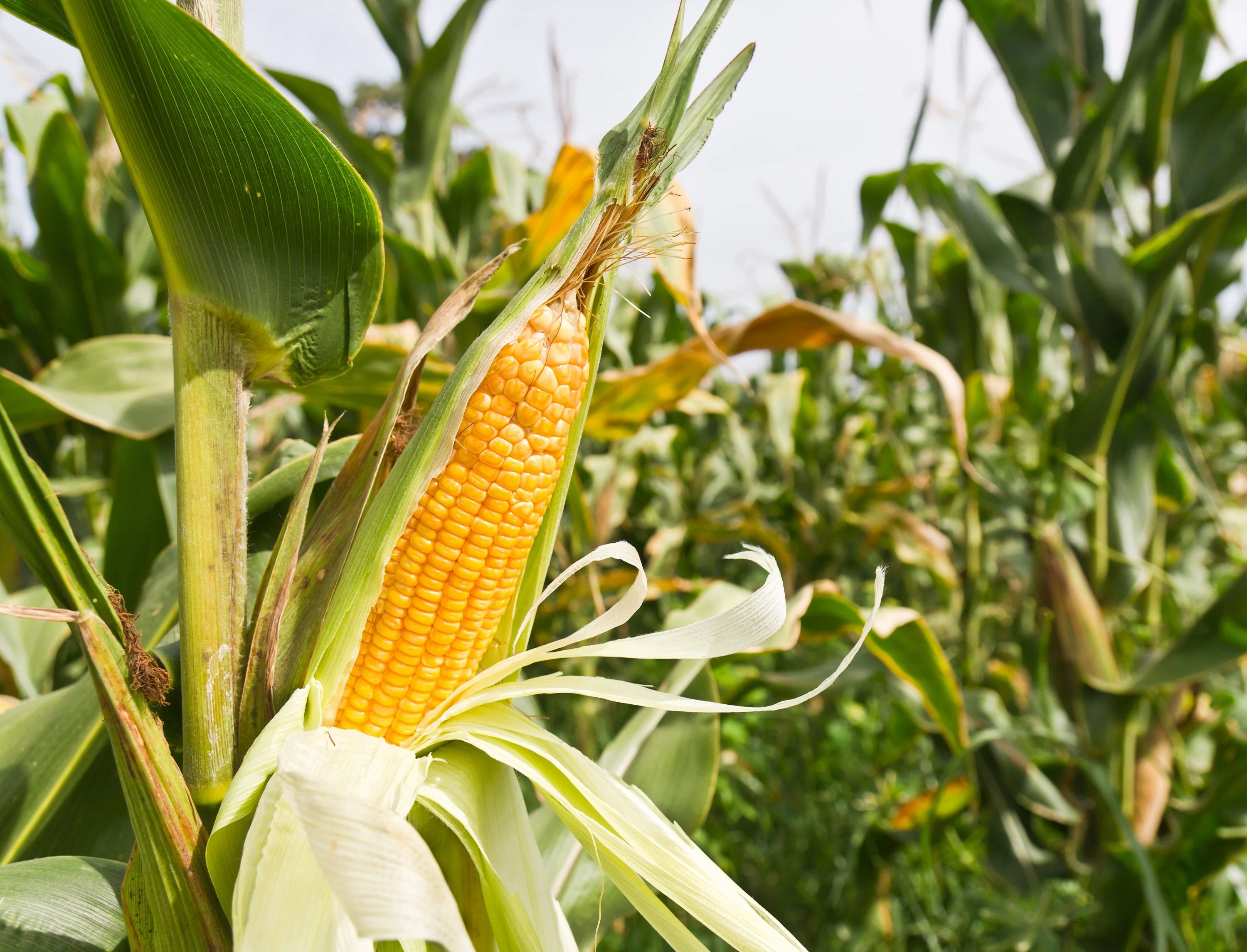 50 SUGAR BUNS CORN Sweet S.E. Yellow Zea Mays Vegetable Seeds - Image 2