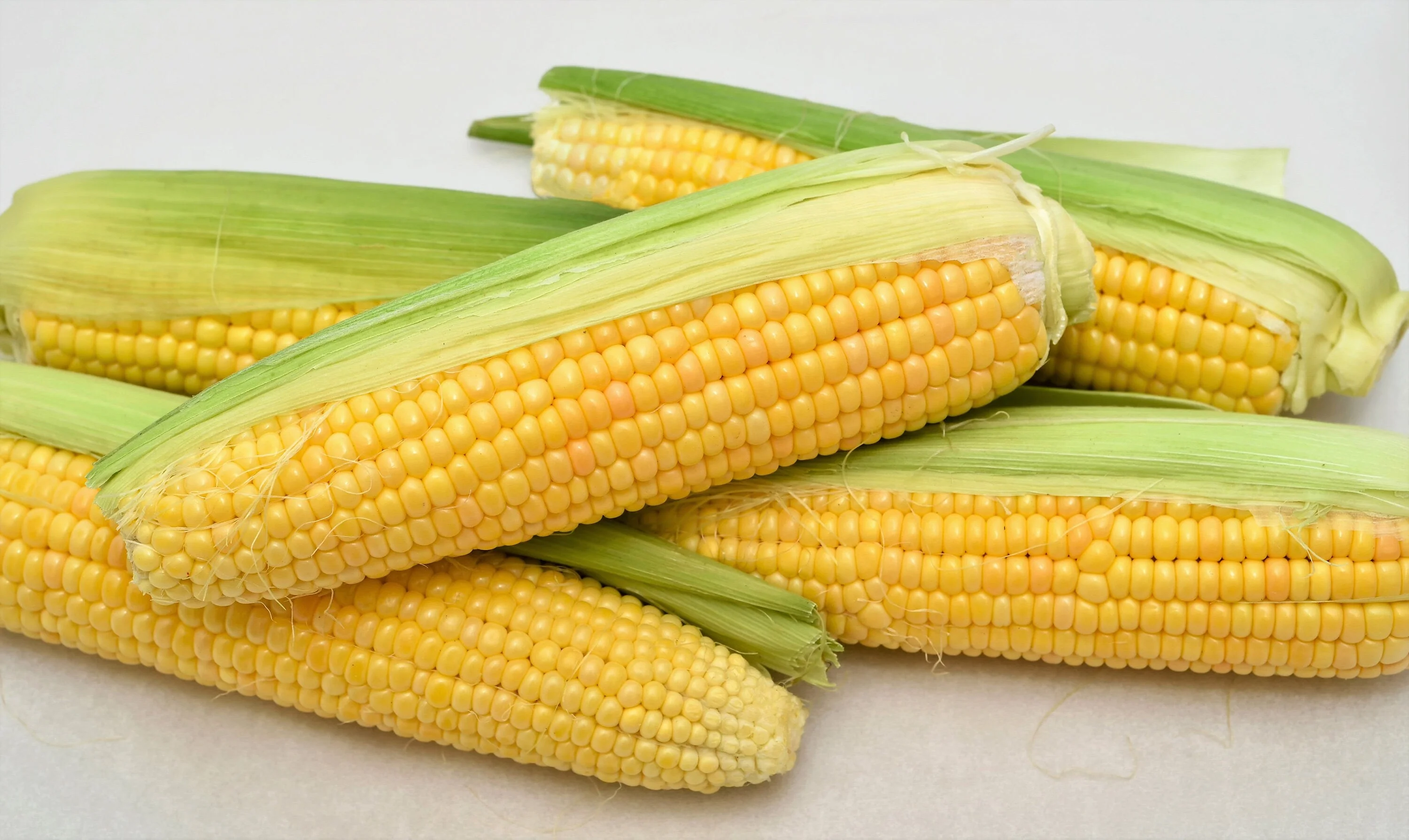 50 SUGAR BUNS CORN Sweet S.E. Yellow Zea Mays Vegetable Seeds - Image 4