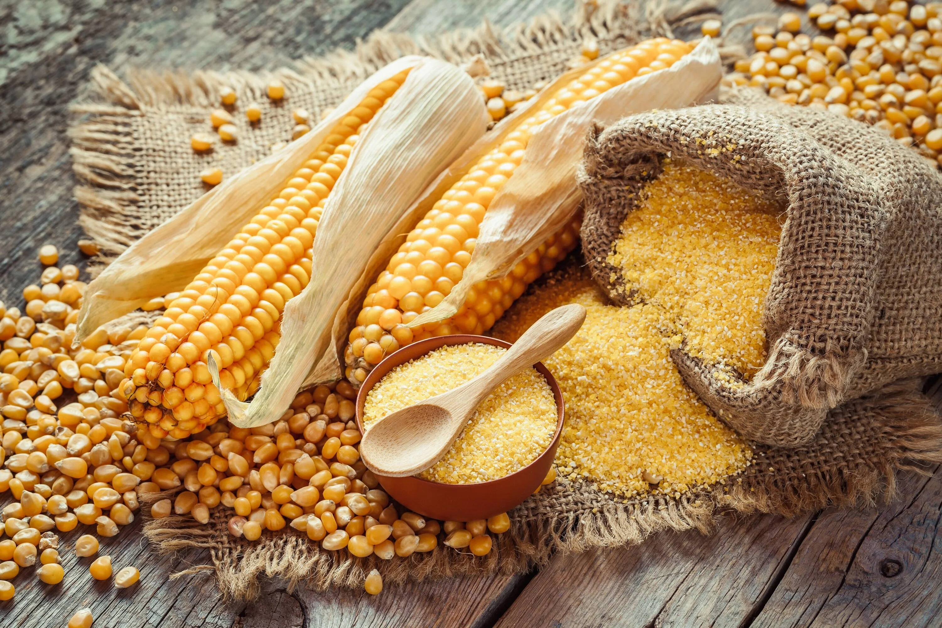 50 SUGAR BUNS CORN Sweet S.E. Yellow Zea Mays Vegetable Seeds - Image 6