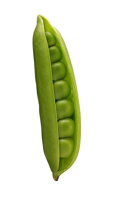50 Super SUGAR SNAP PEA Pisum Sativum Macrocarpon Vegetable Seeds - Image 10