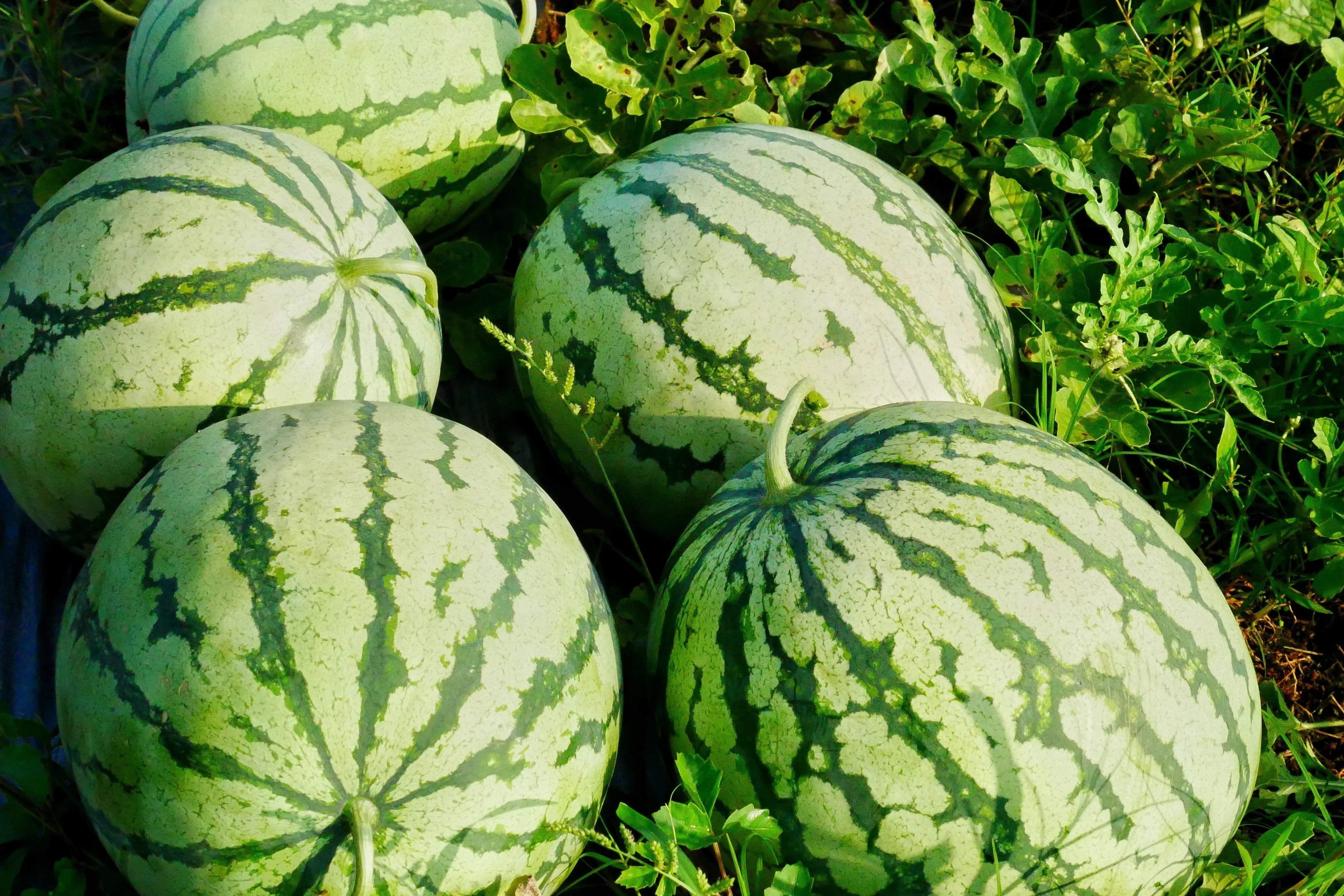 50 TENDERSWEET ORANGE WATERMELON Orange Flesh Citrullus Lanatus Fruit Melon Seeds - Image 10