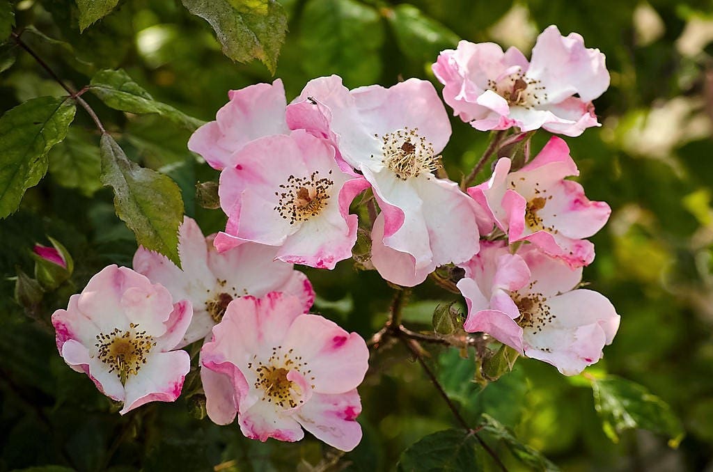50 Thornless Pink DOG BRIER ROSE Bush Rosa Canina Inermis Victory Garden Fragrant Flower Seeds - Image 8