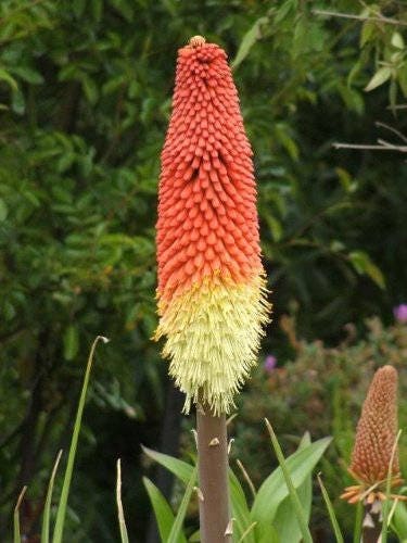 50 TORCH LILY Red Hot Poker / Tritoma / Kniphofia Uvaria Flower Seeds - Image 7
