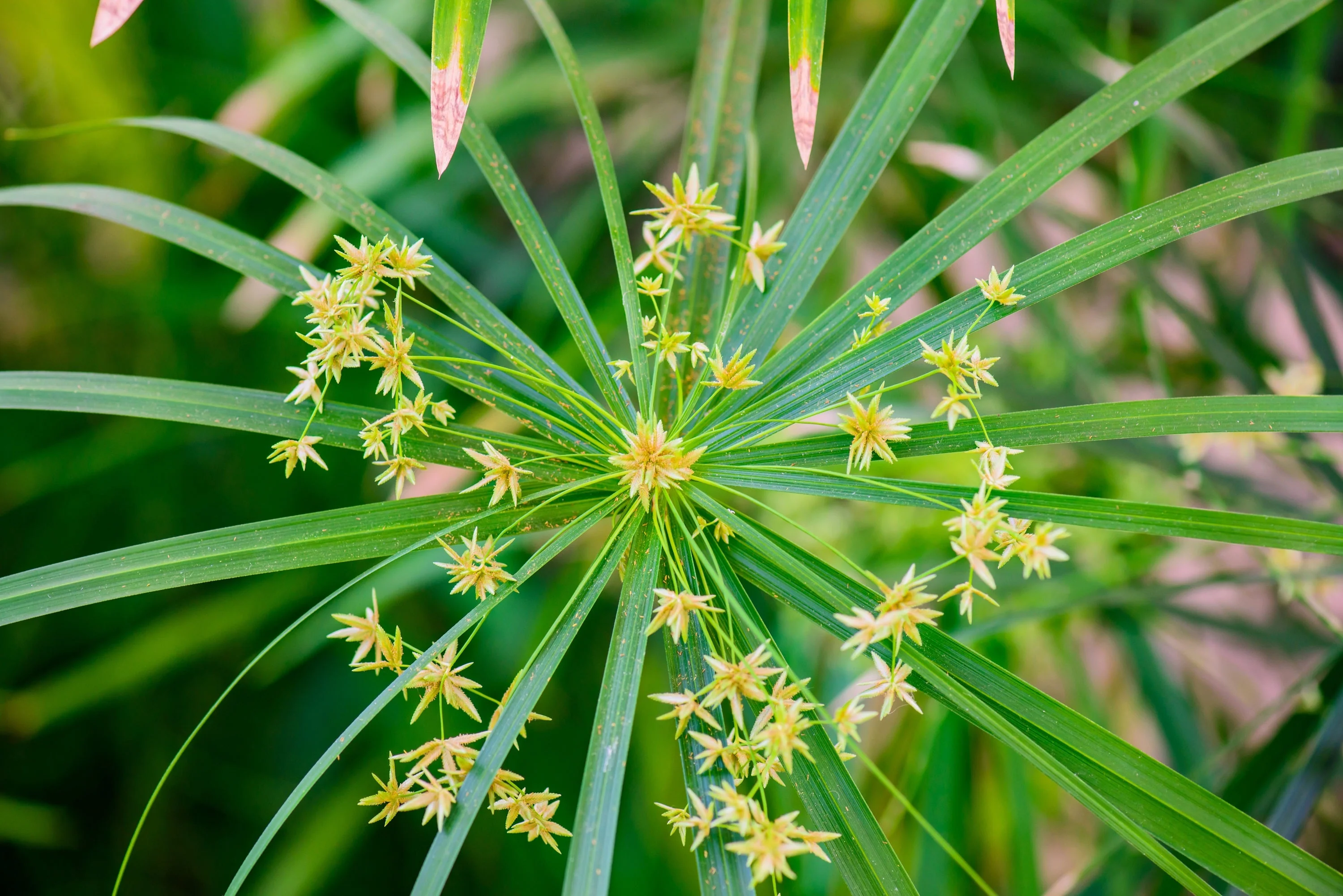 50 UMBRELLA PLANT CYPERUS Alternifolius Papyrus Grass Umbrella Palm Flower Seeds - Image 12