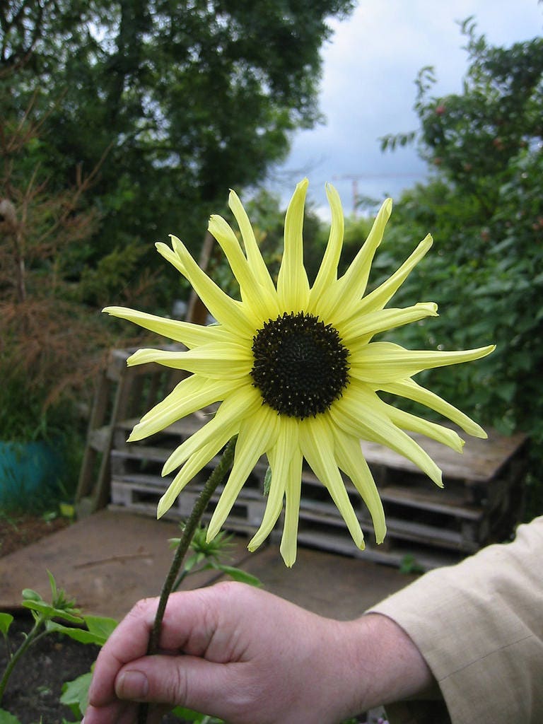 50 VANILLA ICE SUNFLOWER Two Tone Light Yellow Helianthus Annuus Flower Seeds - Image 5