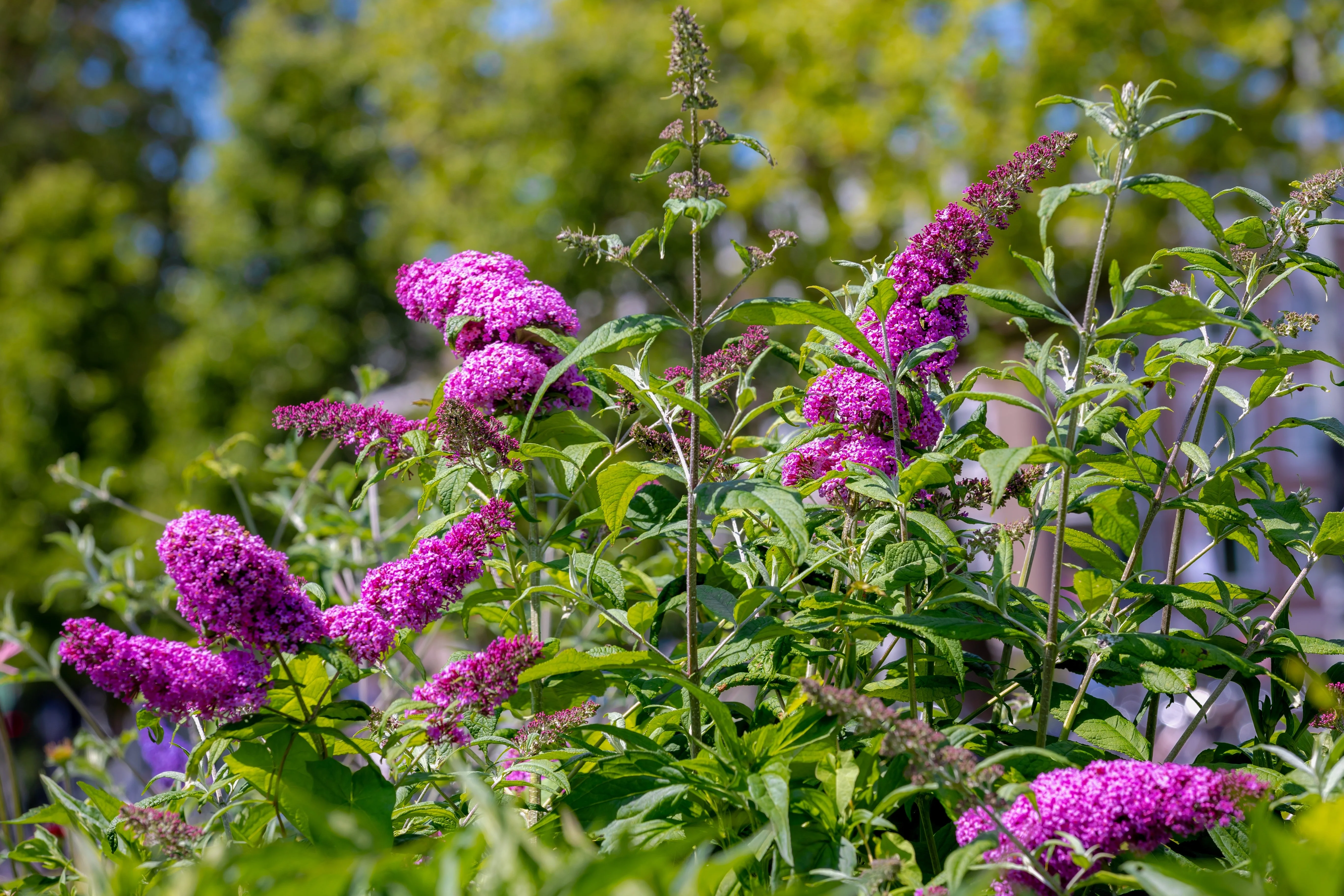 50 VIOLET BUTTERFLY BUSH Buddleja Davidii Purple Flower Seeds - Image 7