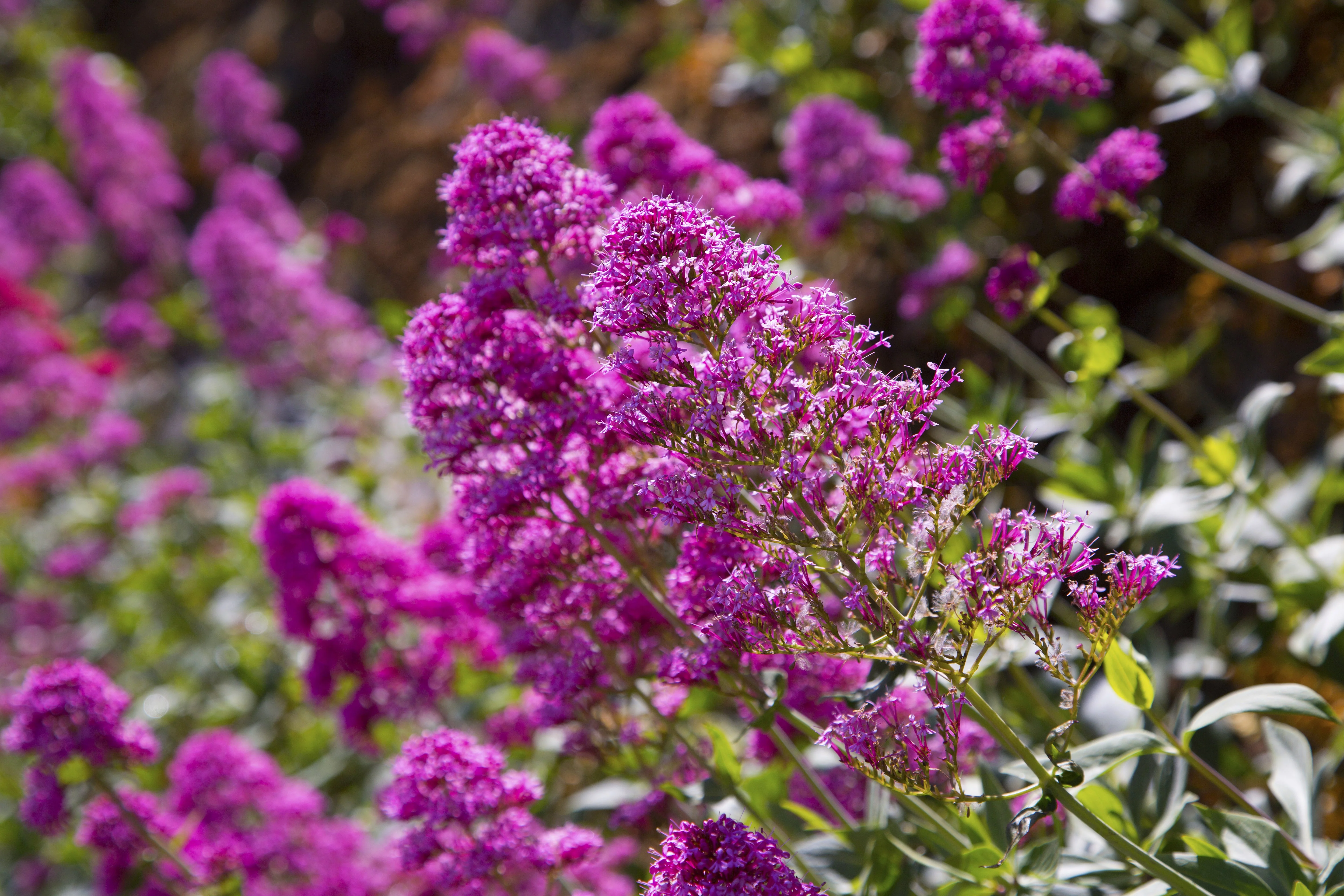 50 VIOLET BUTTERFLY BUSH Buddleja Davidii Purple Flower Seeds - Image 9