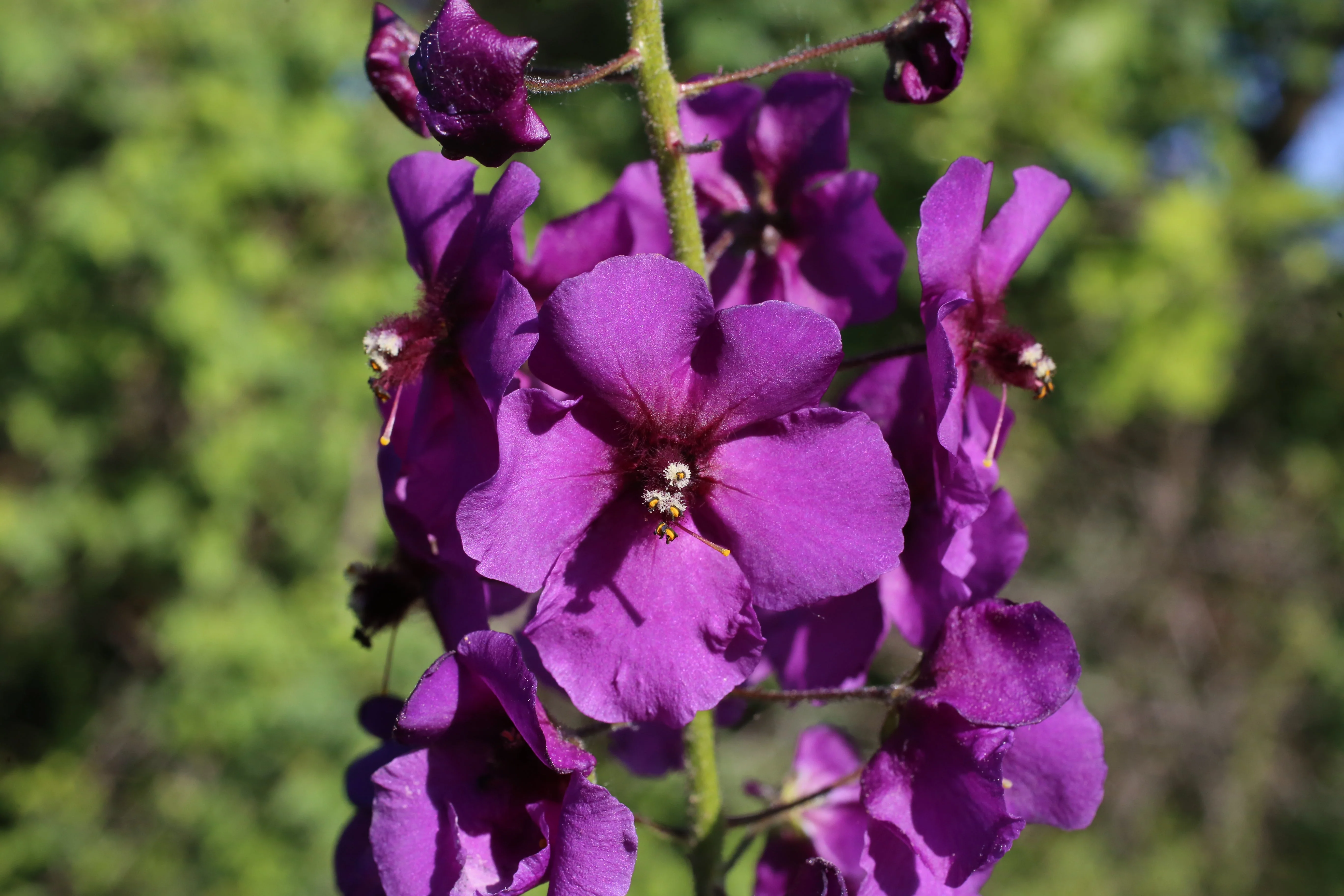 50 VIOLETTA VERBASCUM Phoeniceum Purple Mullein Nectar Flower Seeds - Image 6