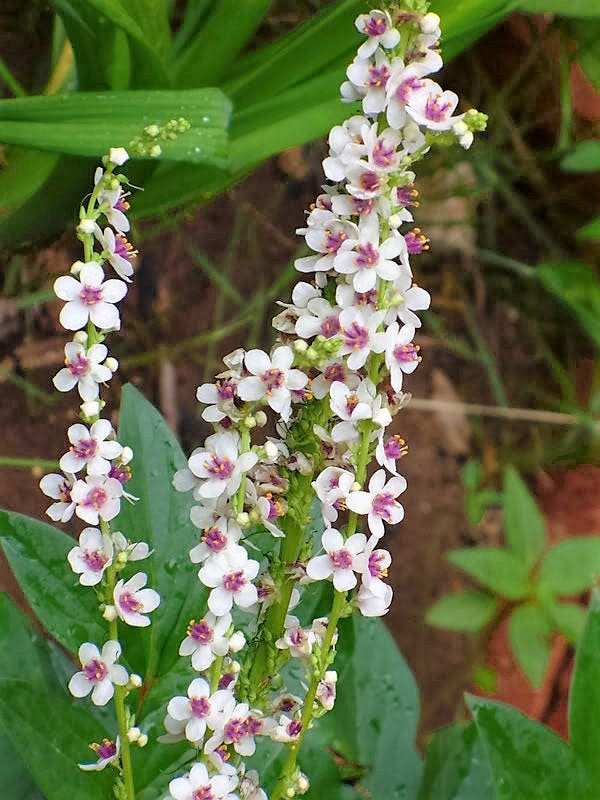 50 WEDDING CANDLES VERBASCUM Chaixii Album Mullein White Purple Flower Seeds - Image 2