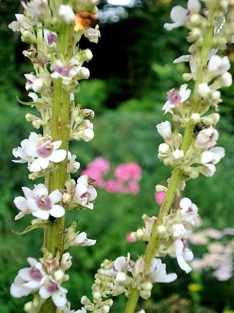 50 WEDDING CANDLES VERBASCUM Chaixii Album Mullein White Purple Flower Seeds - Image 4