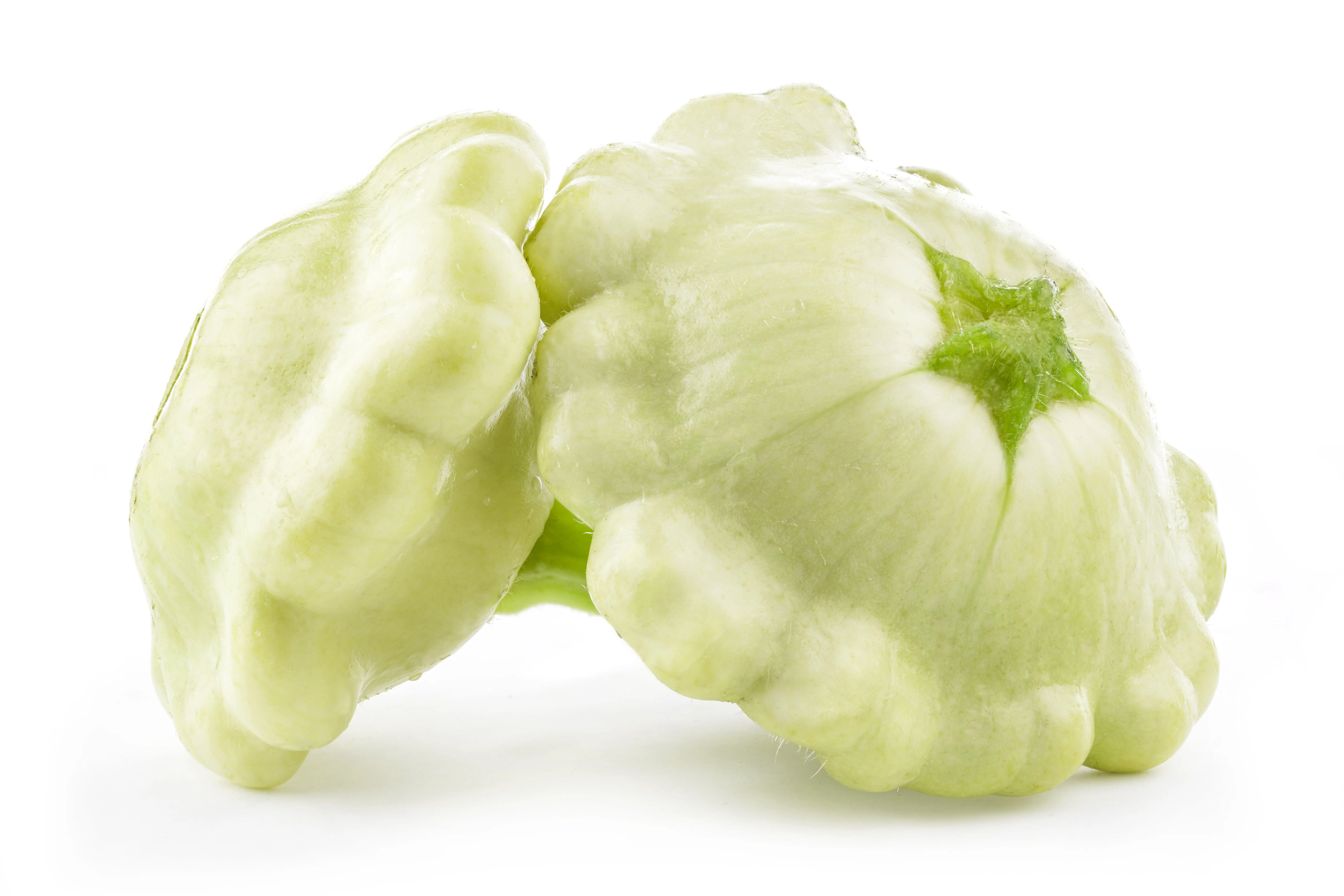 50 WHITE Bush SCALLOP SQUASH (Patty Pan / Paty Pan / Squanter Squash) Summer Cucurbita Pepo Vegetable Seeds - Image 2
