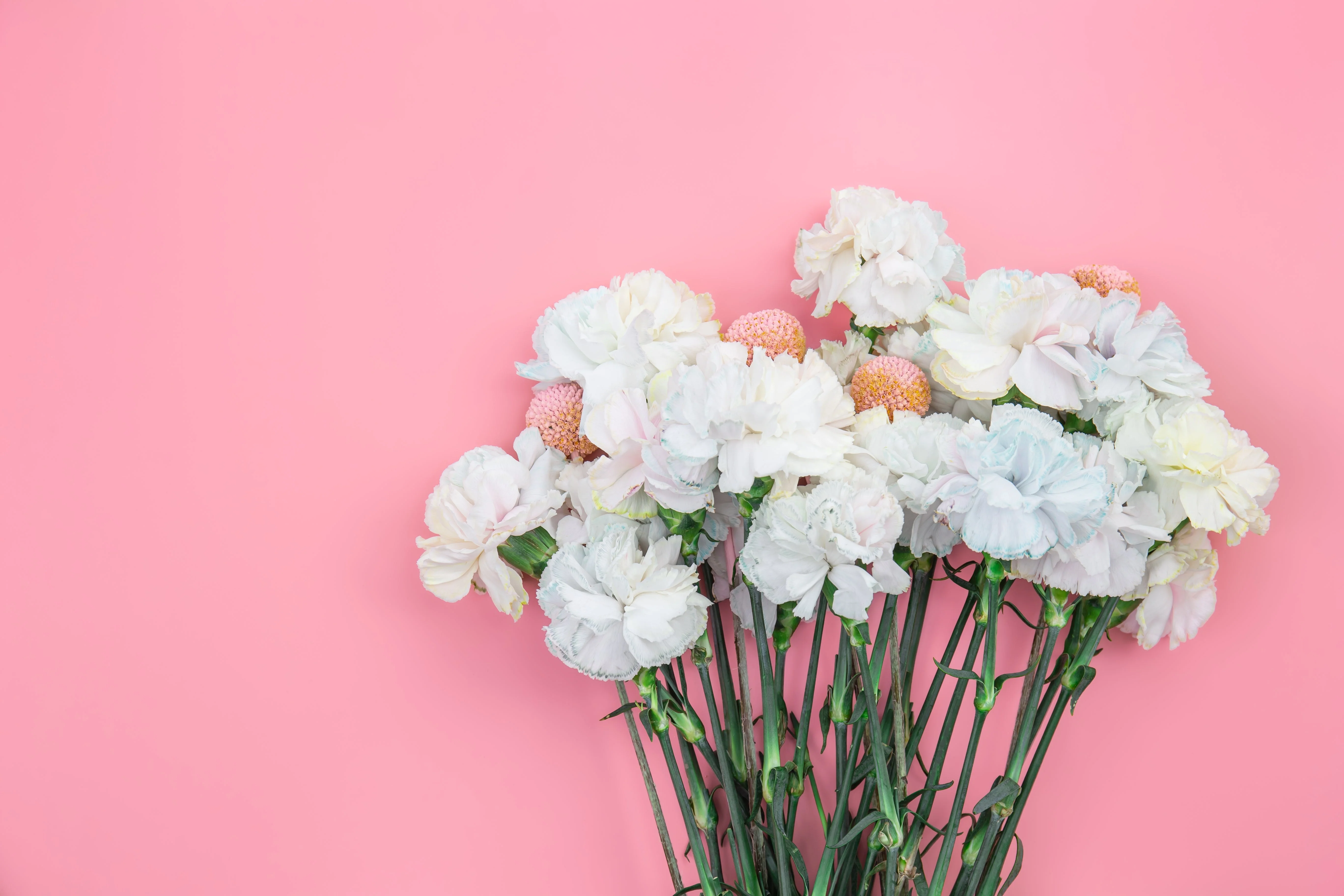 50 WHITE CARNATION Dianthus Caryophyllus Grenadin Flower Seeds - Image 10