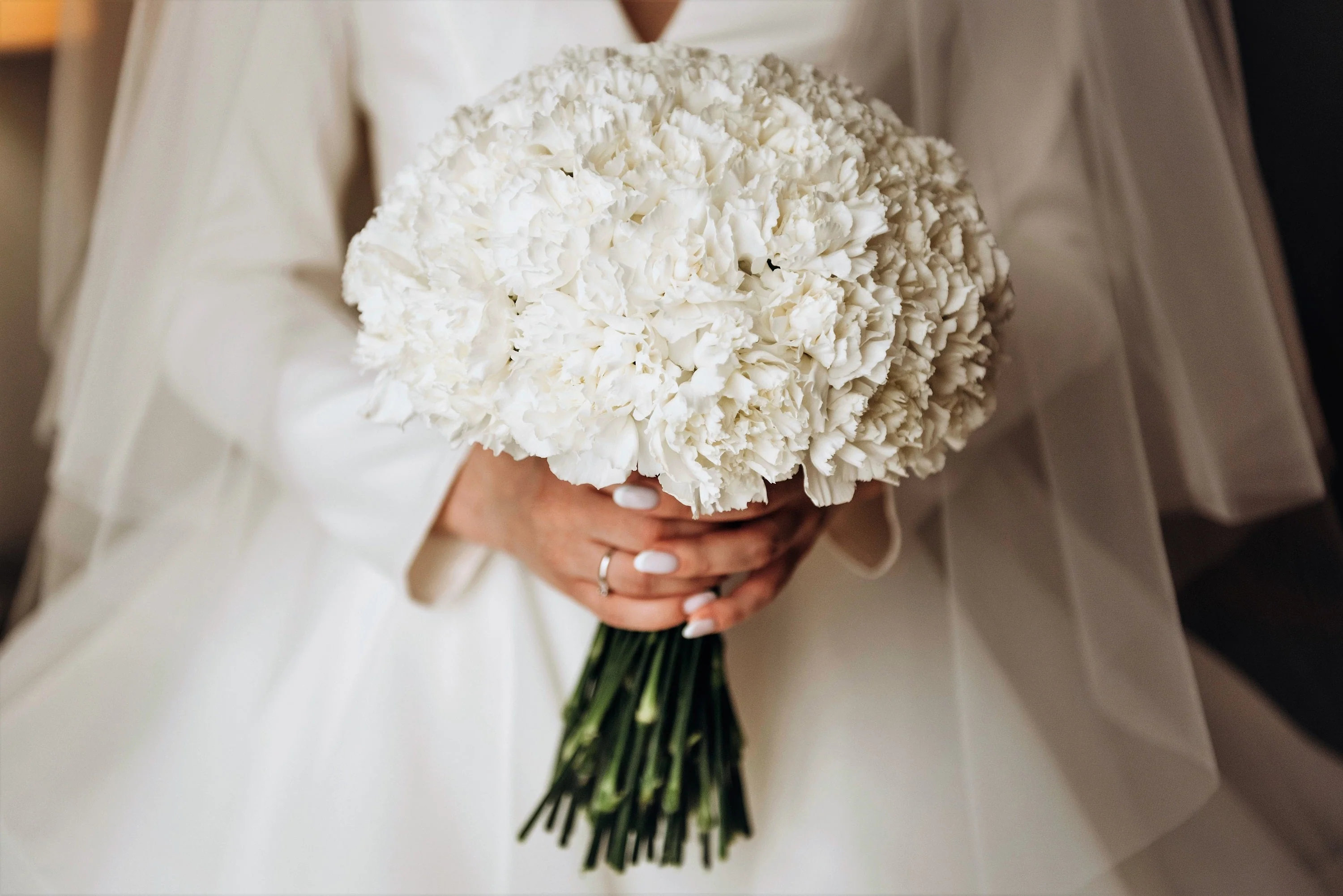 50 WHITE CARNATION Dianthus Caryophyllus Grenadin Flower Seeds - Image 11