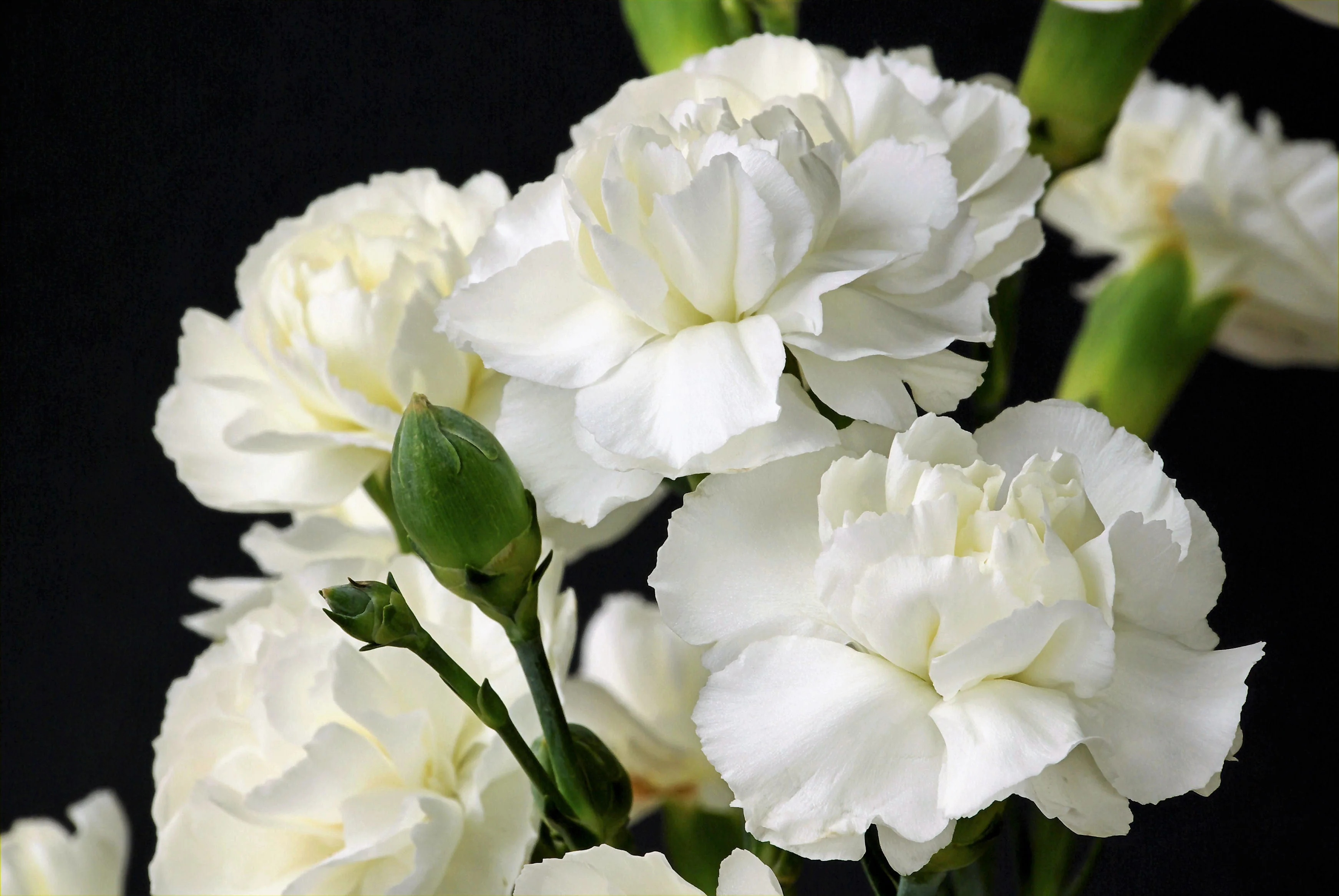 50 WHITE CARNATION Dianthus Caryophyllus Grenadin Flower Seeds - Image 7