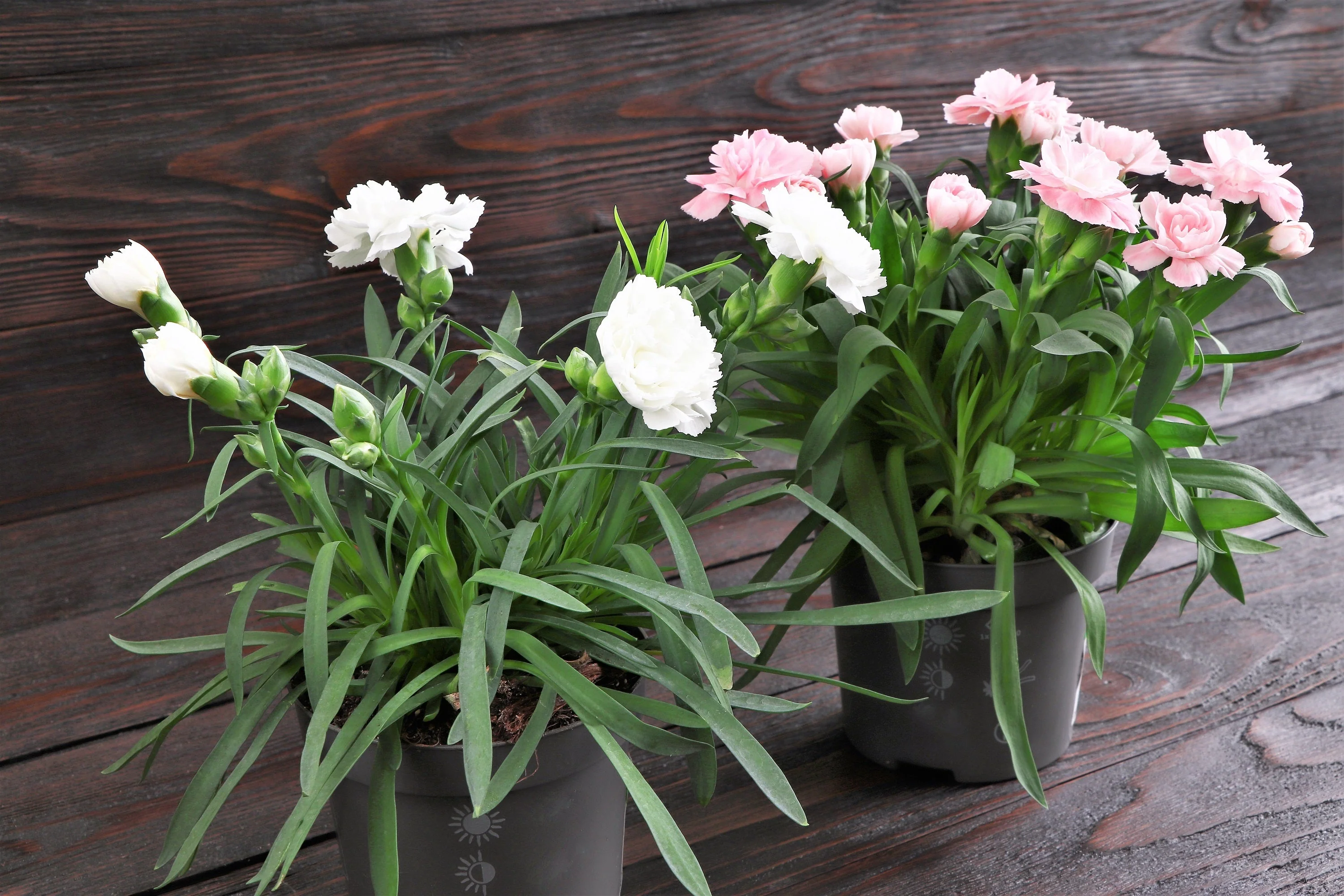 50 WHITE CARNATION Dianthus Caryophyllus Grenadin Flower Seeds - Image 8