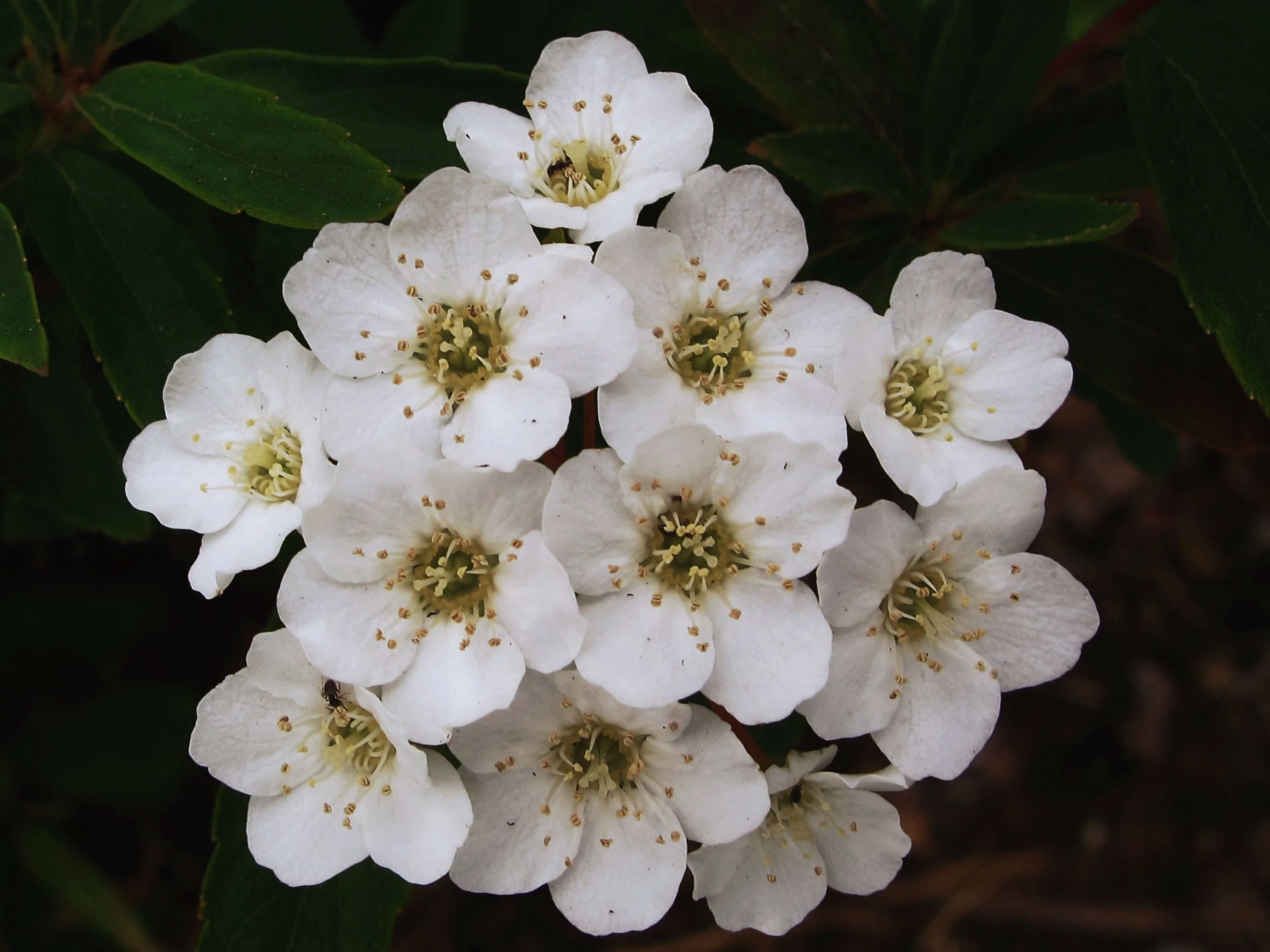 50 White CHINESE SPIREA Spiraea Chinensis Flower Bush Shrub Seeds - Image 5