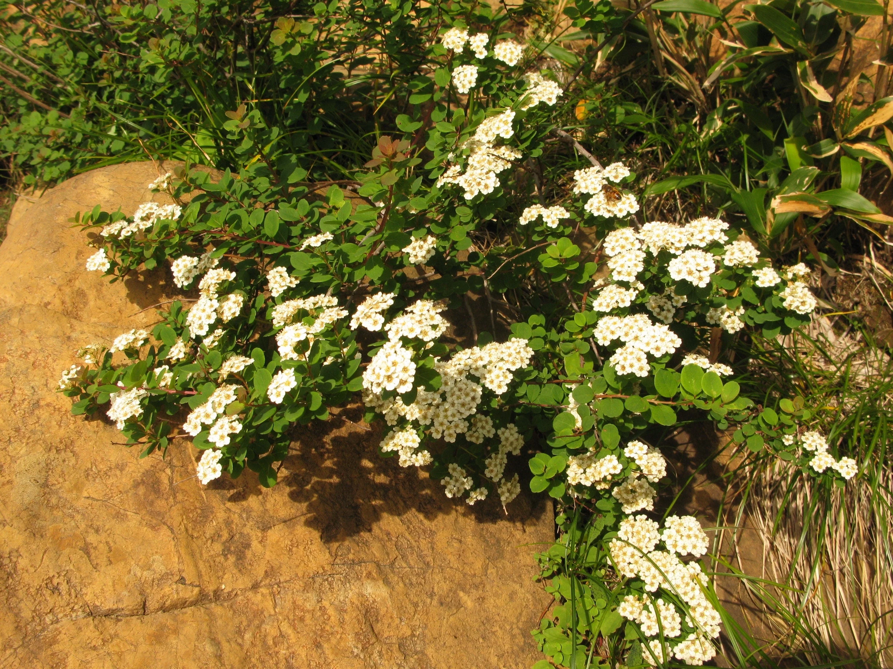 50 White CHINESE SPIREA Spiraea Chinensis Flower Bush Shrub Seeds - Image 8