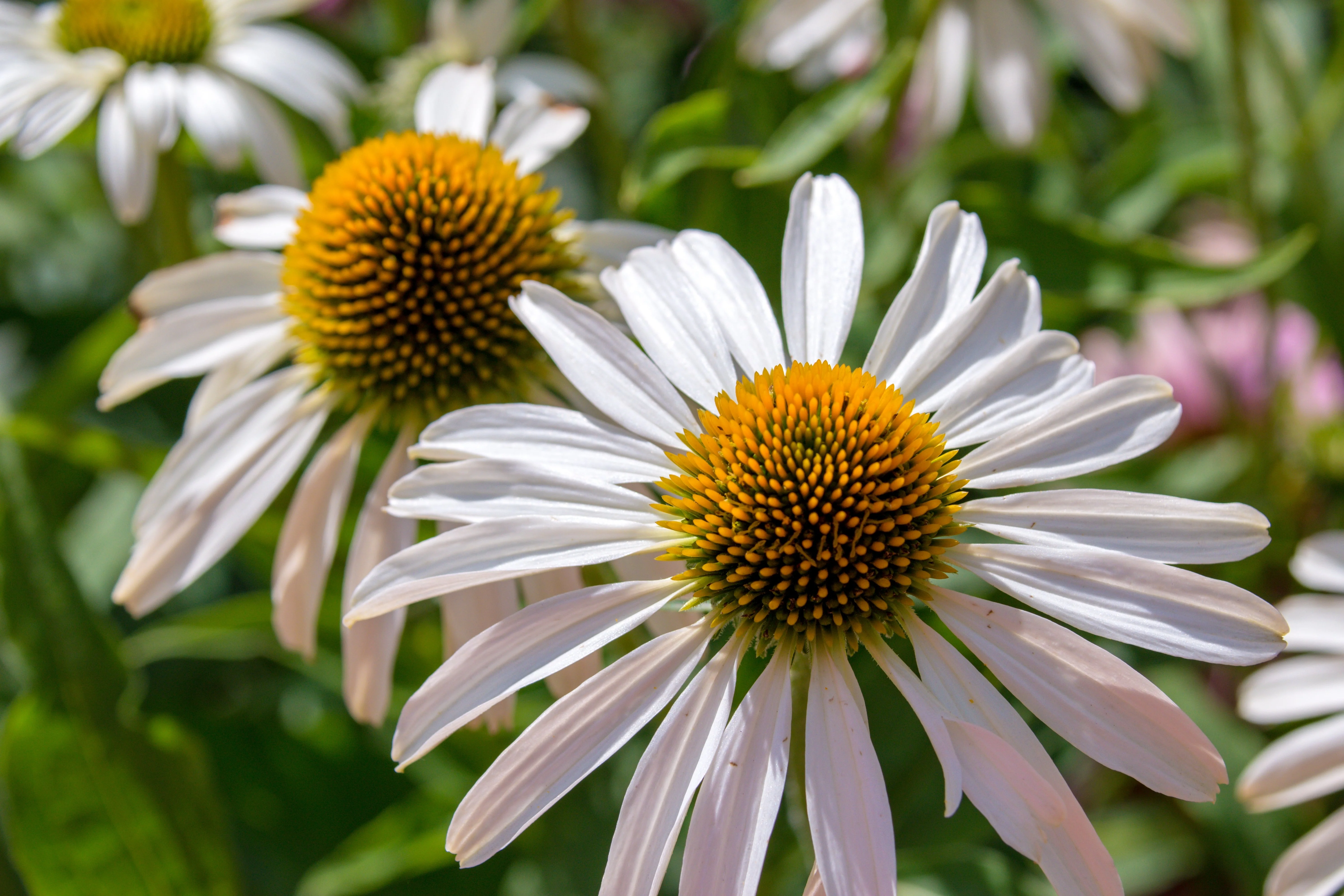50 WHITE CONEFLOWER Echinacea Purpurea Flower Seeds - Image 8
