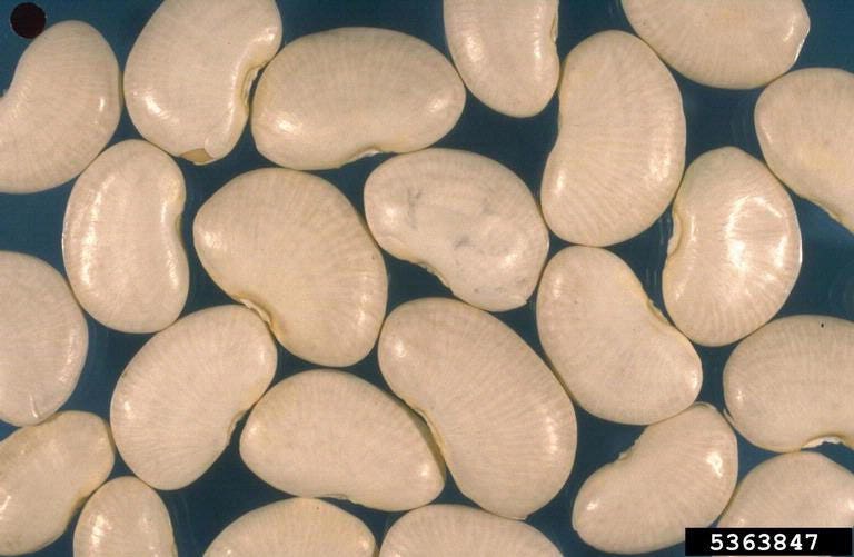 50 White DIXIE LIMA BEAN Butterpea Phaseolus Vulgaris Vegetable Seeds