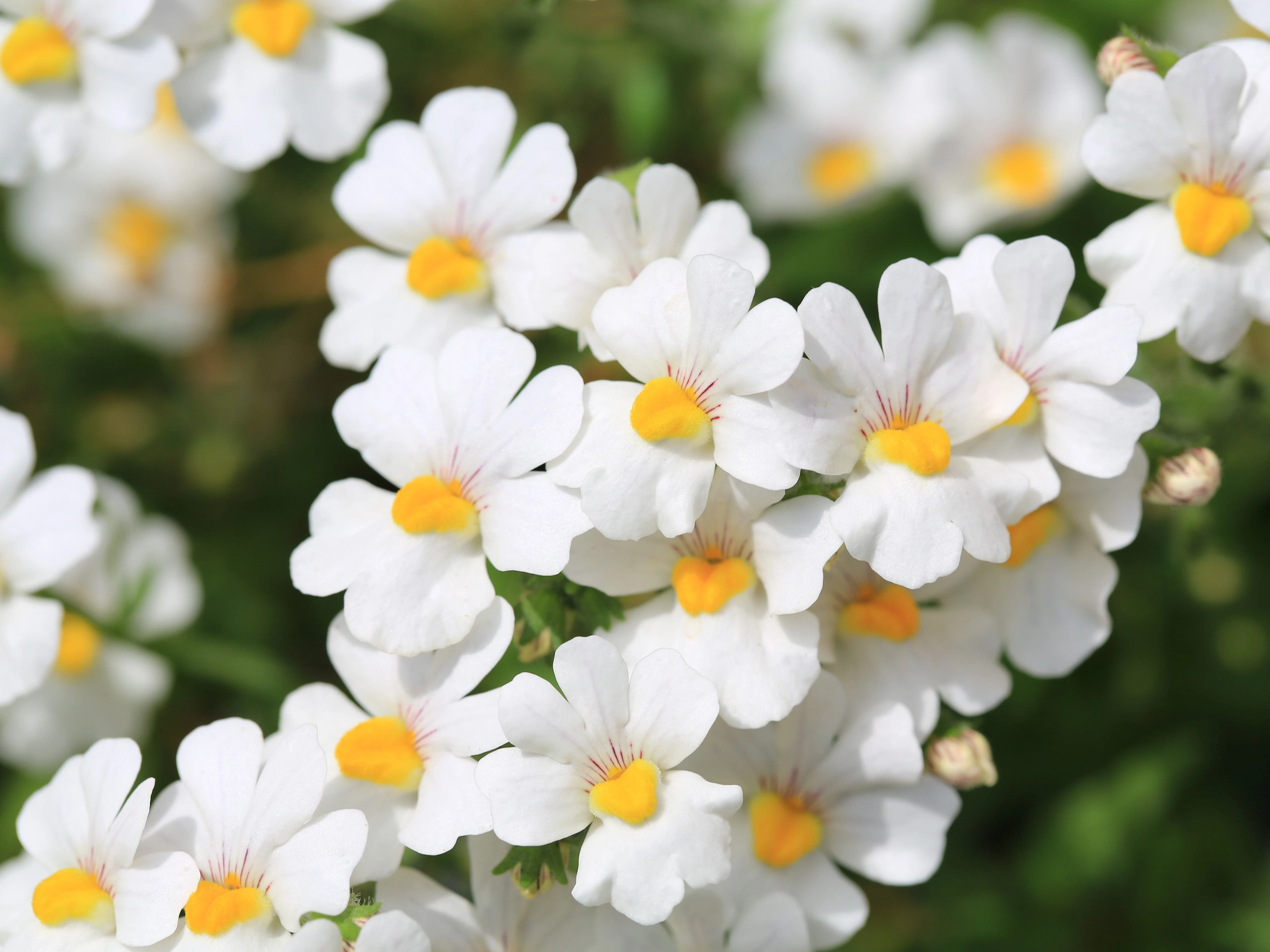 50 WHITE KNIGHT NEMESIA Strumosa Flower Seeds - Image 2
