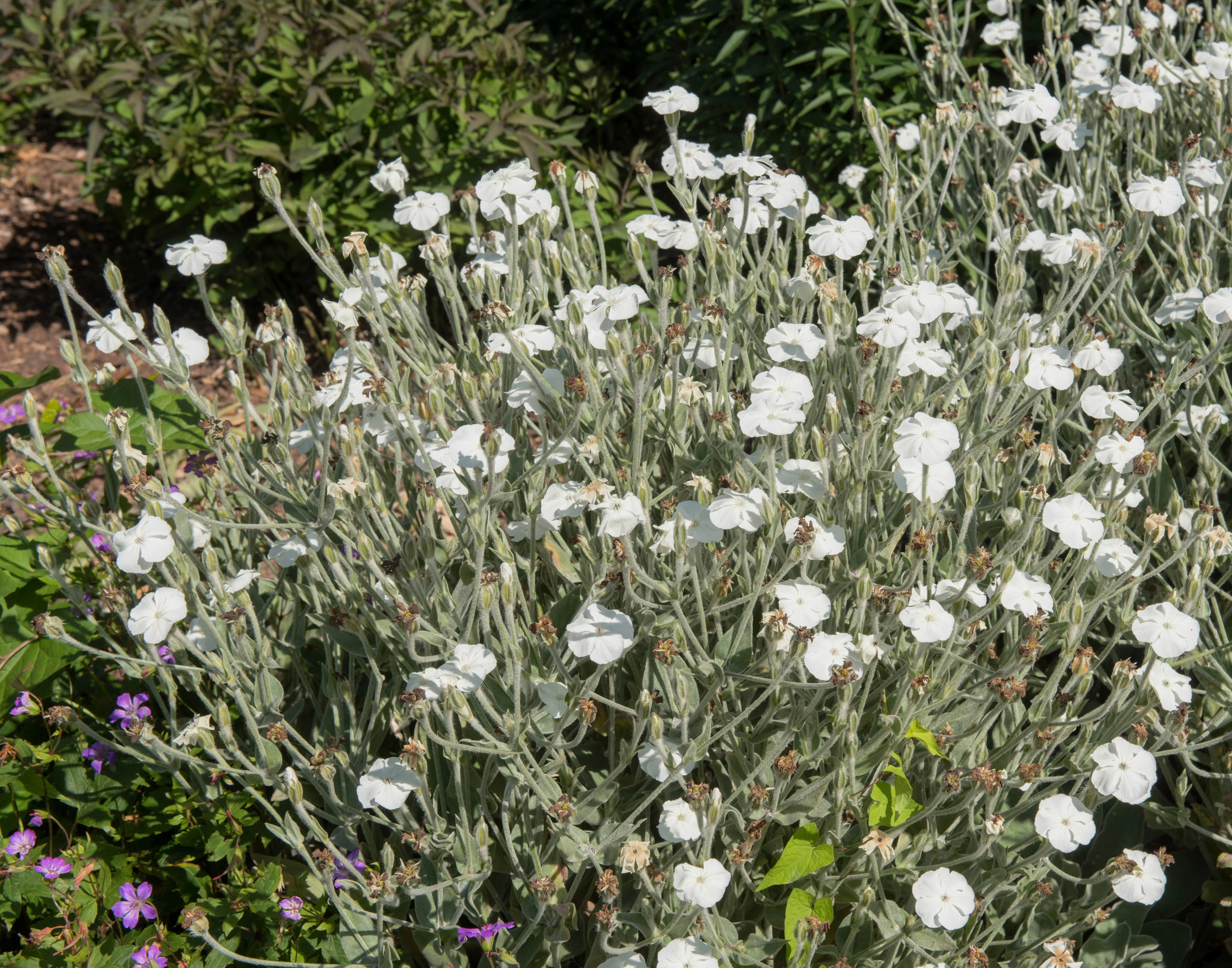50 WHITE LYCHNIS Coronaria Alba (White Rose Campion / Evening Lychnis / Silene / White Cockle) Flower Seeds - Image 8