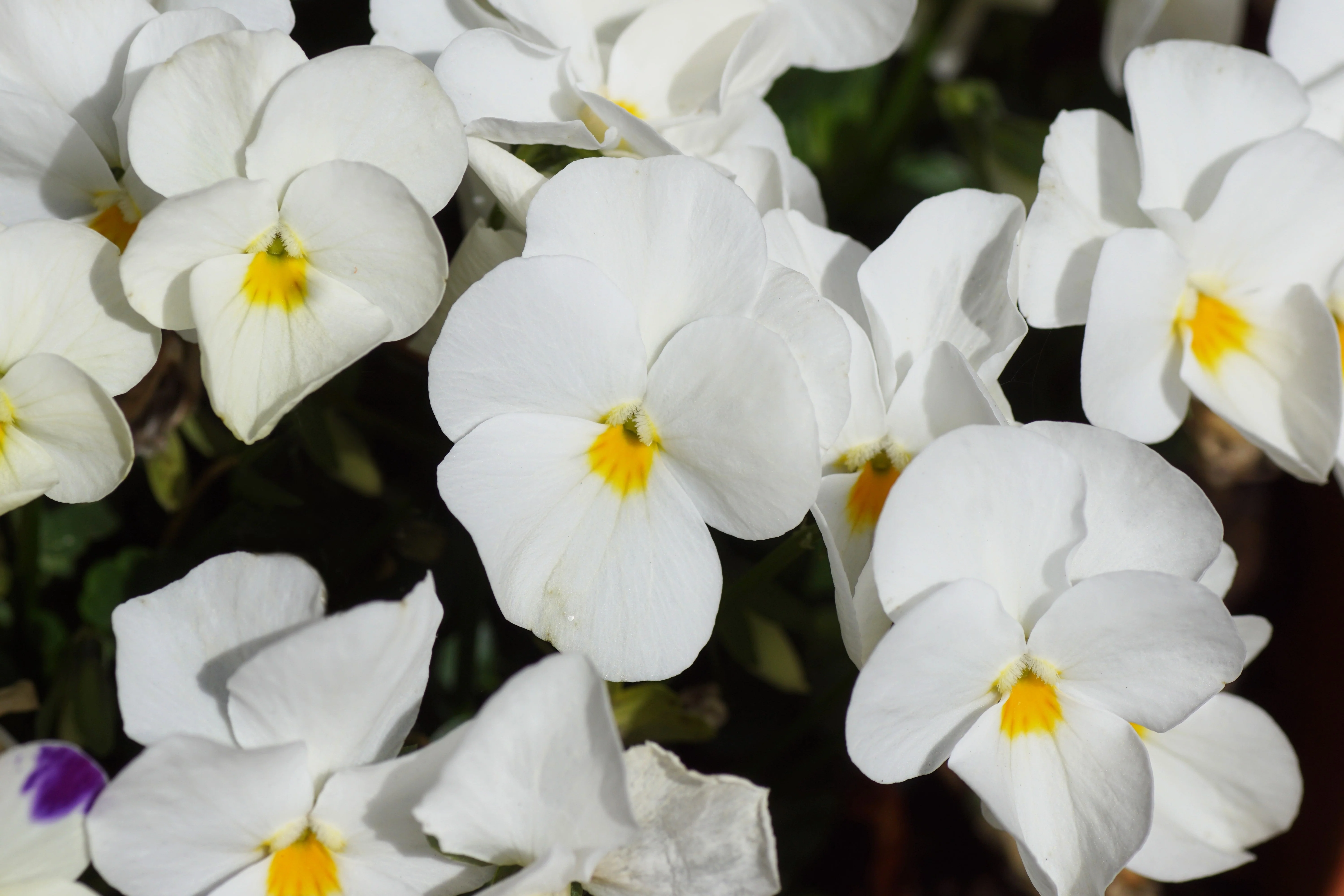 50 WHITE PANSY Clear Crystals Violet Viola Wittrockiana Flower Seeds - Image 5