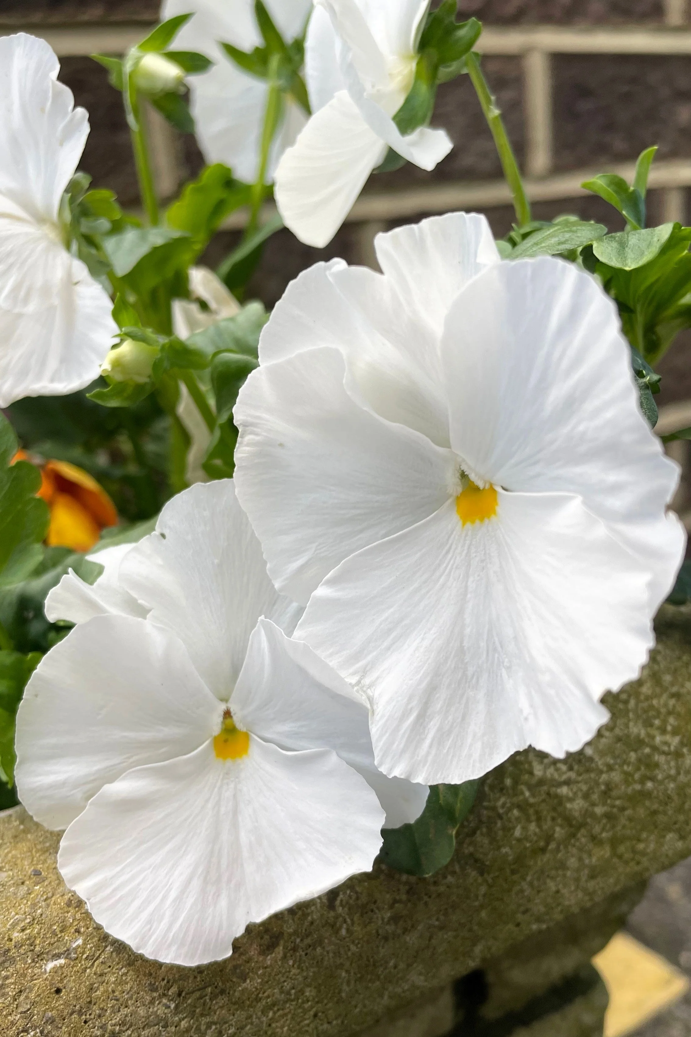 50 WHITE PANSY Clear Crystals Violet Viola Wittrockiana Flower Seeds - Image 9