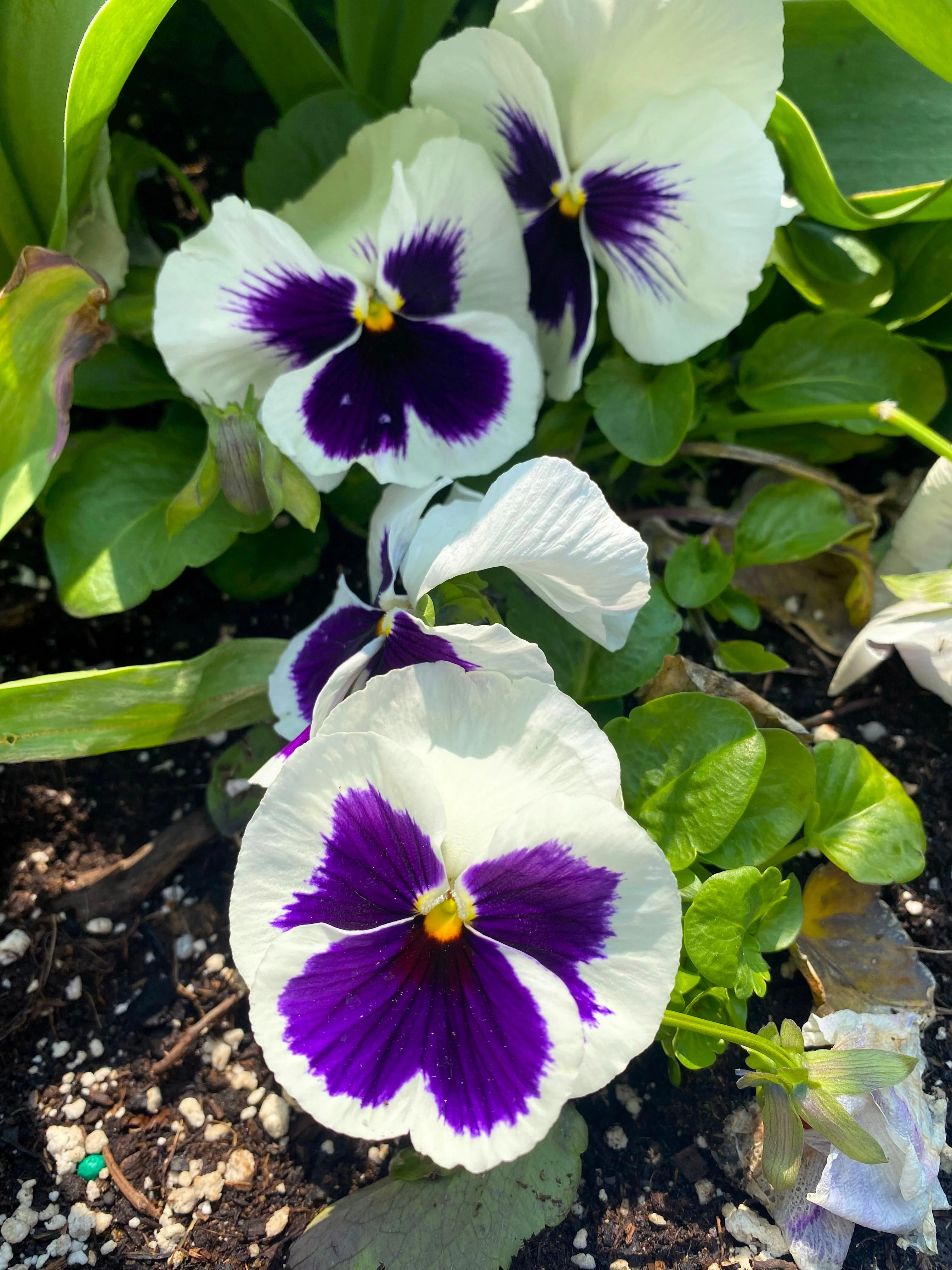 50 WHITE & PURPLE PANSY Swiss Giant Violet Viola Wittrockiana Flower Seeds - Image 7