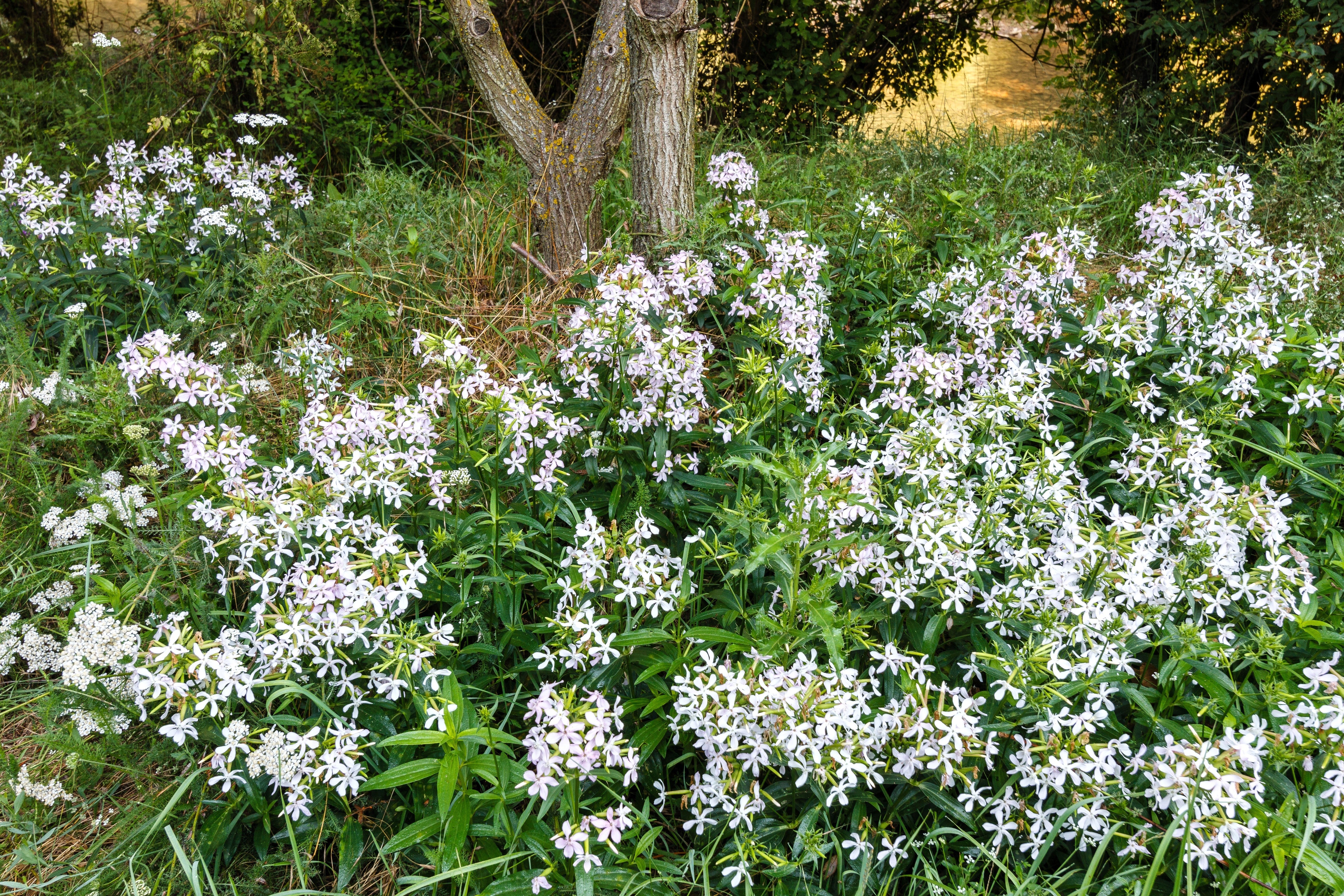 50 WHITE ROCK SOAPWORT Saponaria Vaccaria Alba Flower Seeds - Image 3