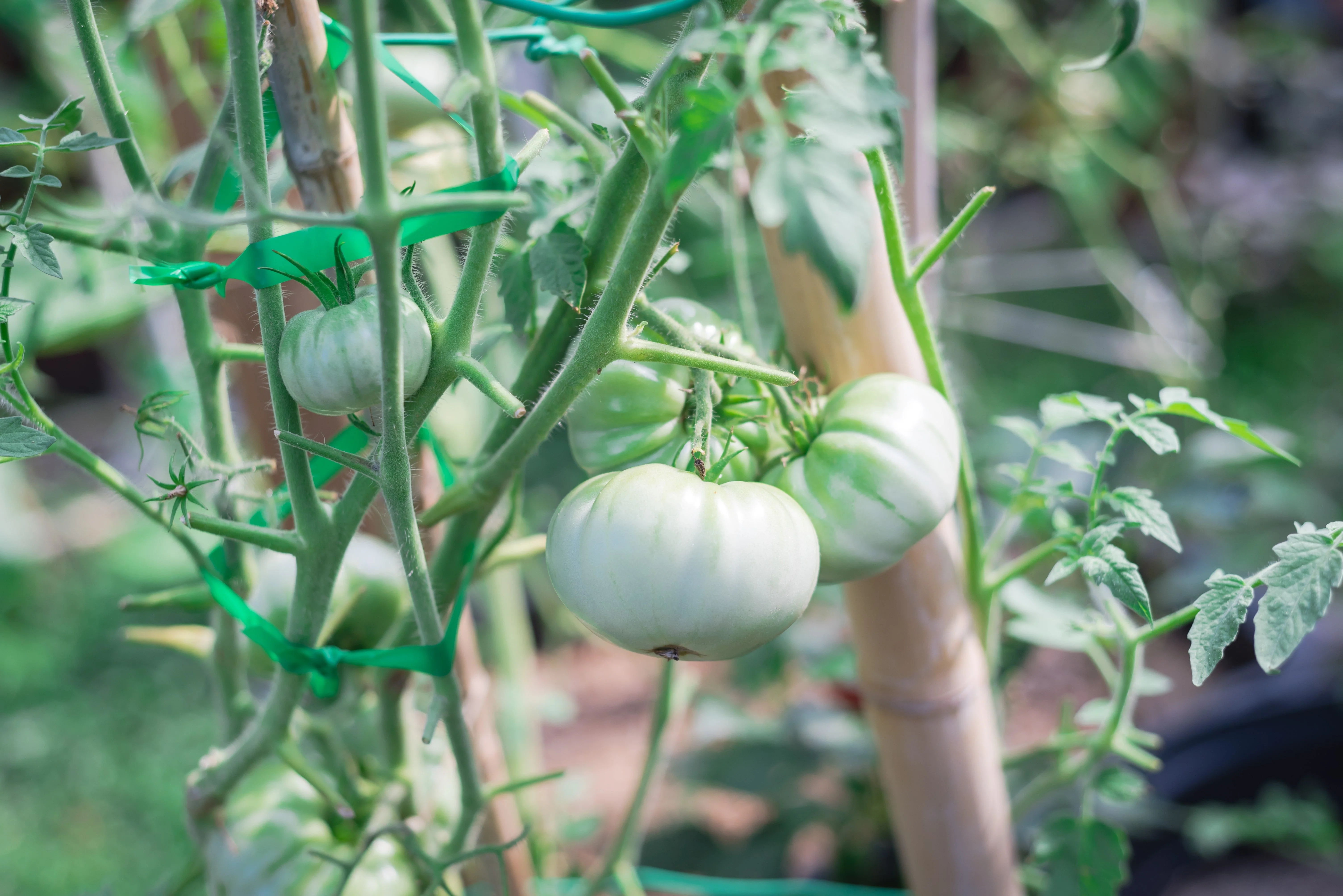 50 WHITE Wonder BEEFSTEAK TOMATO Lycopersicon 1 - 2 lb Fruit Vegetable Seeds - Image 3