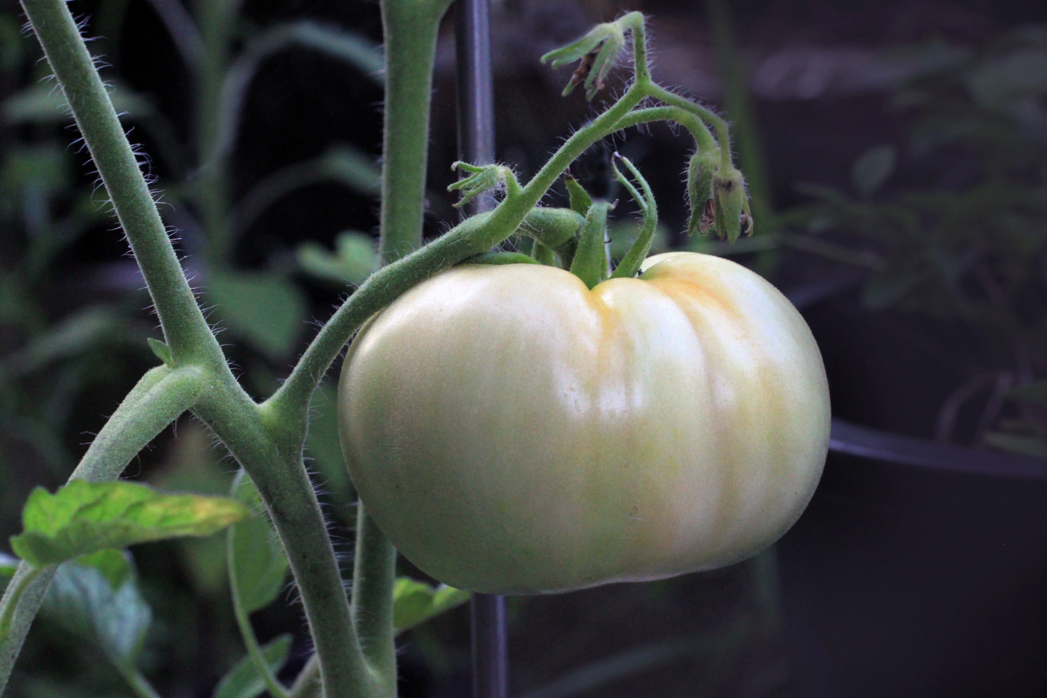 50 WHITE Wonder BEEFSTEAK TOMATO Lycopersicon 1 - 2 lb Fruit Vegetable Seeds - Image 4
