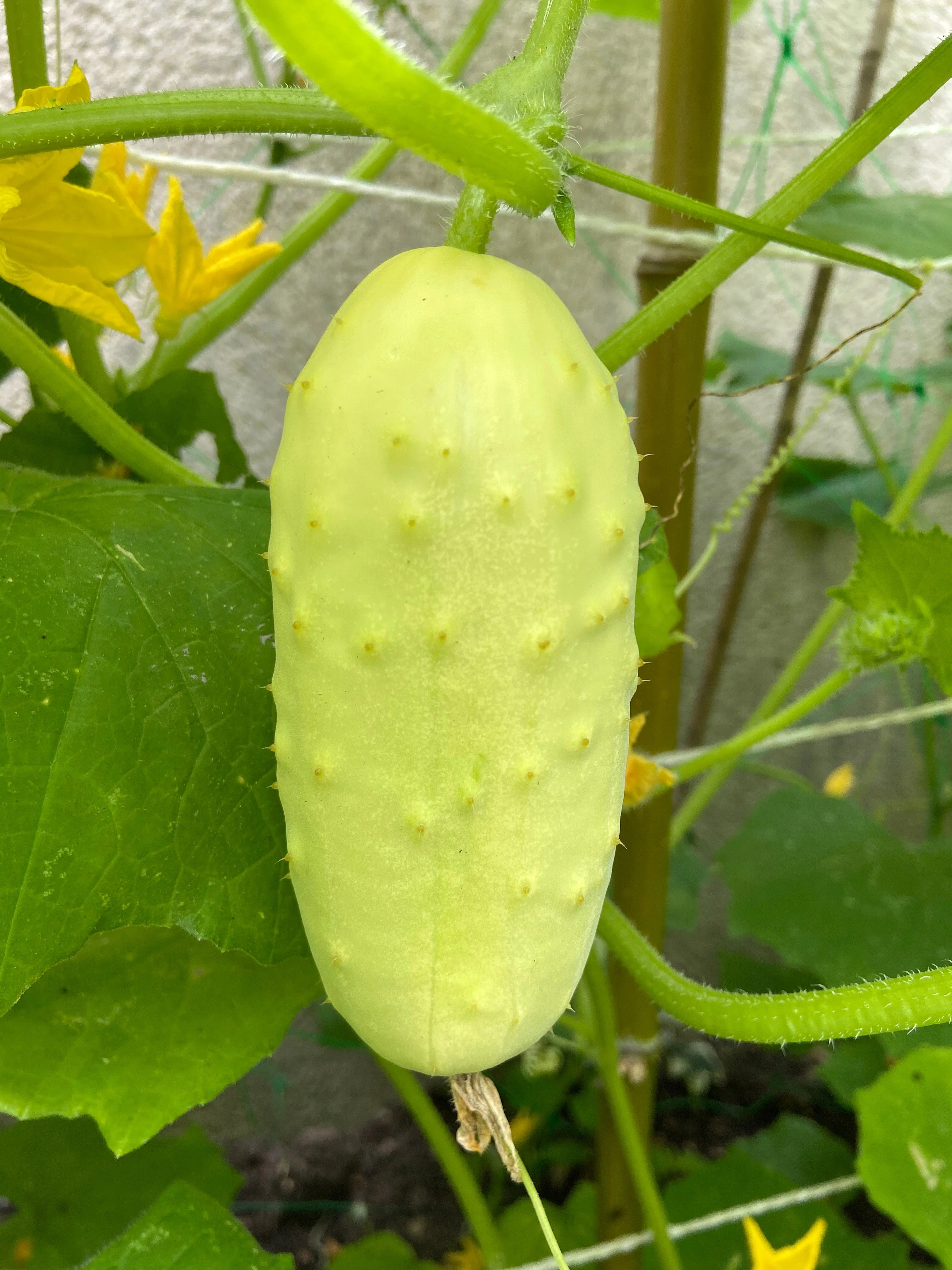 50 WHITE WONDER CUCUMBER Fruit Cucumis Sativus Seeds - Image 8