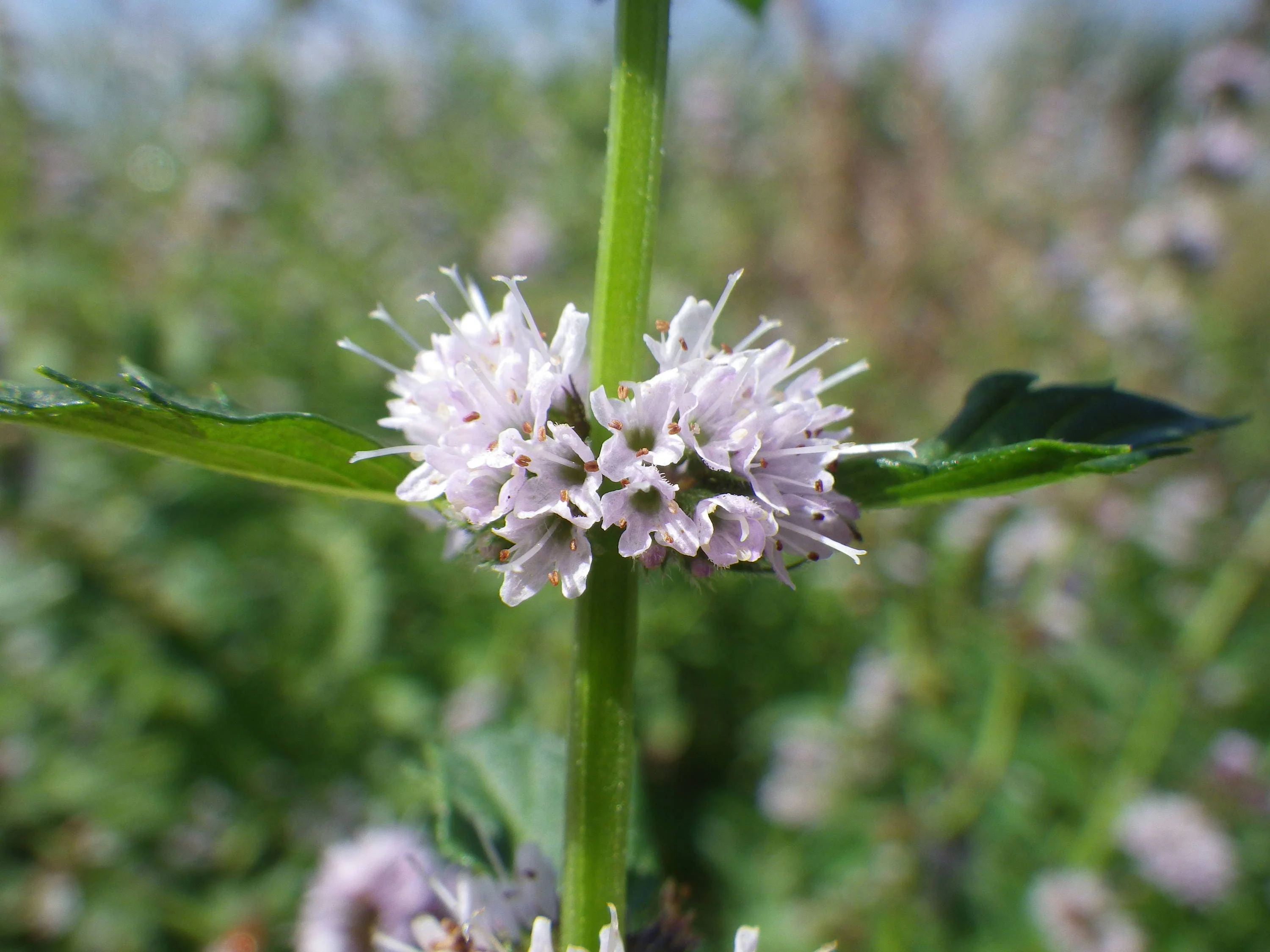 50 WHITE WOOD MINT Mentha Arvensis Wild Field Herb Flower Seeds - Image 2