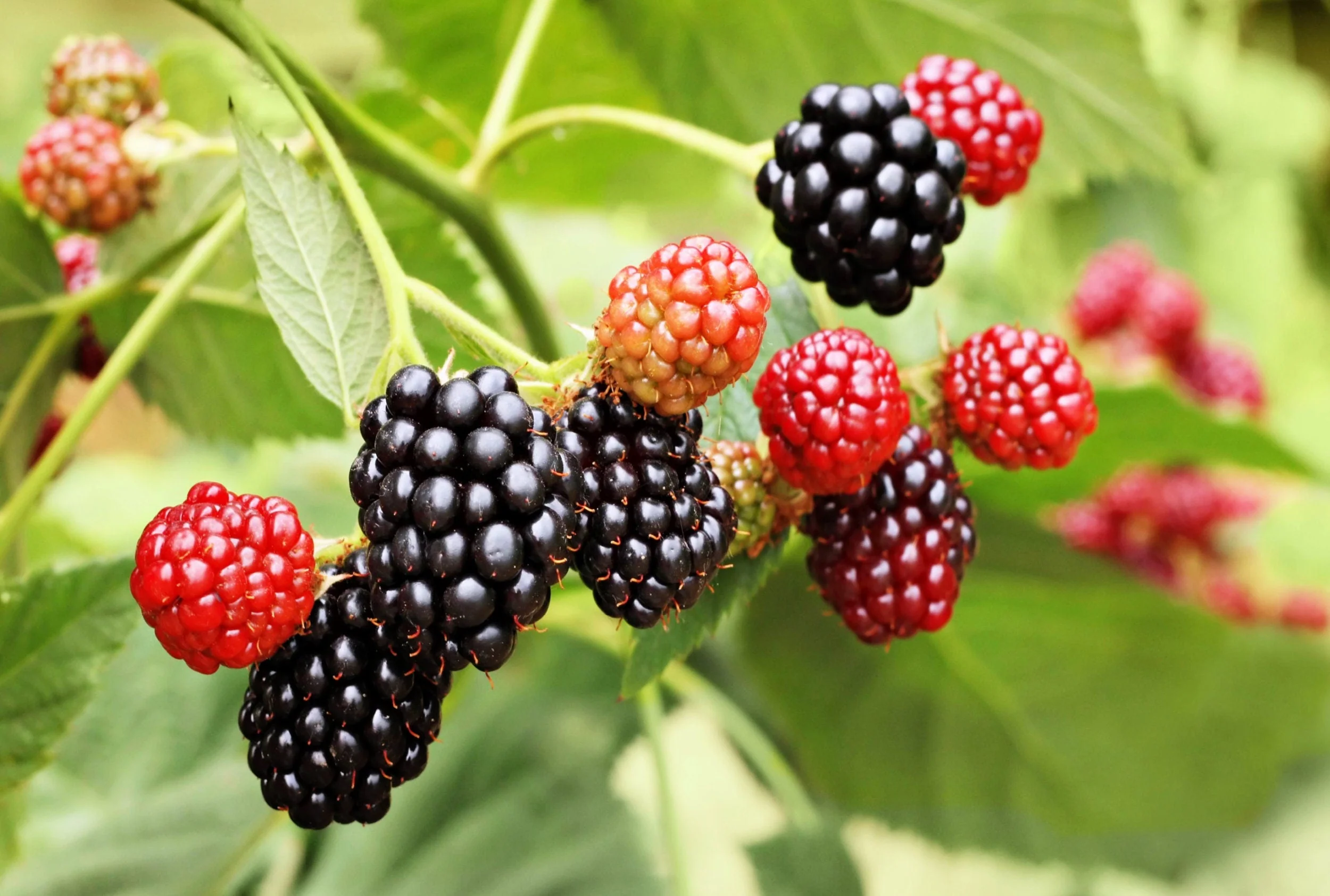 50 WHITEBARK Black RASPBERRY Western Blackcap Raspberry Rubus Leucodermis Native Fruit Berry Seeds - Image 3