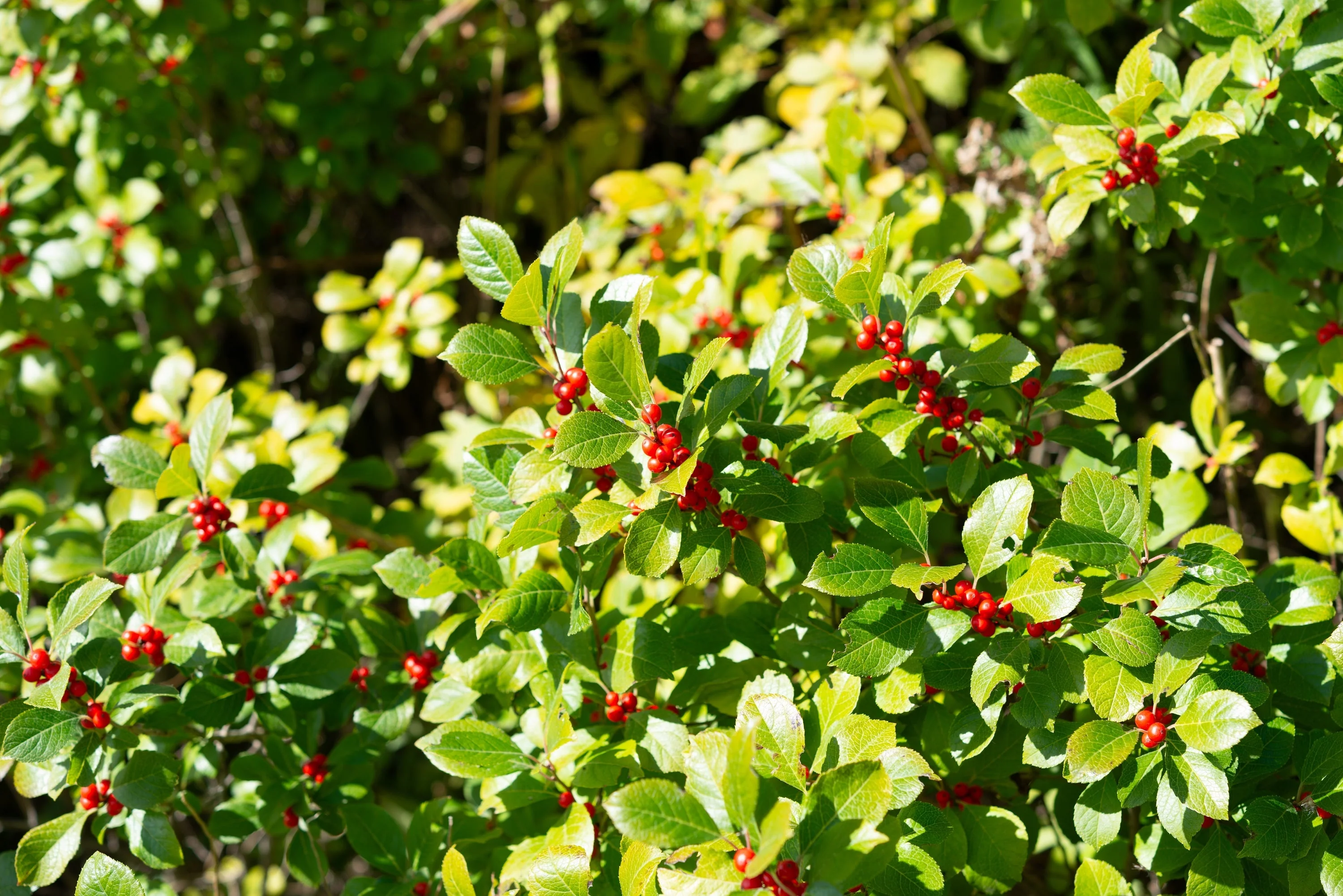 50 WINTERBERRY Holly Ilex Verticillata - Candian Holly / Fever Bush / Black Alder Tree Shrub Red Berry White Flower Seeds - Image 8