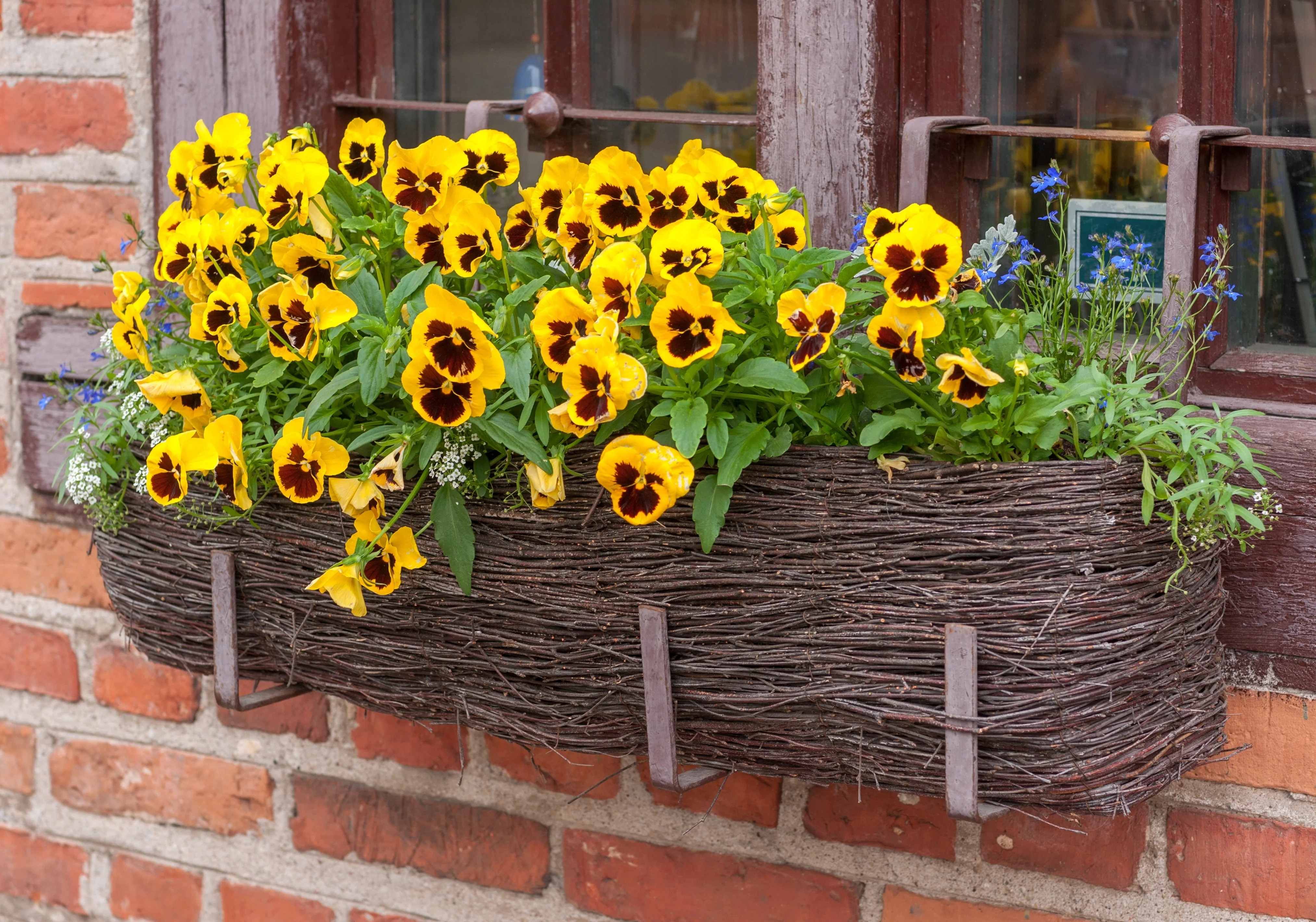50 YELLOW & BROWN PANSY Swiss Giant Violet Viola Wittrockiana Flower Seeds - Image 2