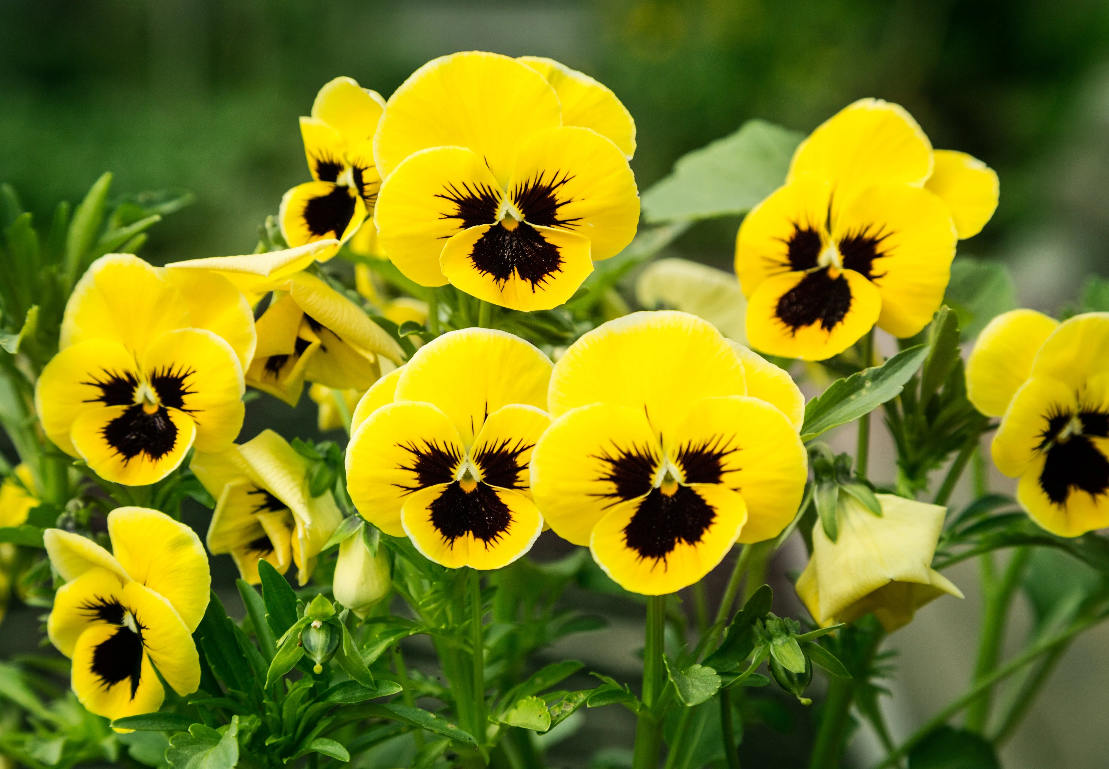 50 YELLOW & BROWN PANSY Swiss Giant Violet Viola Wittrockiana Flower Seeds - Image 5