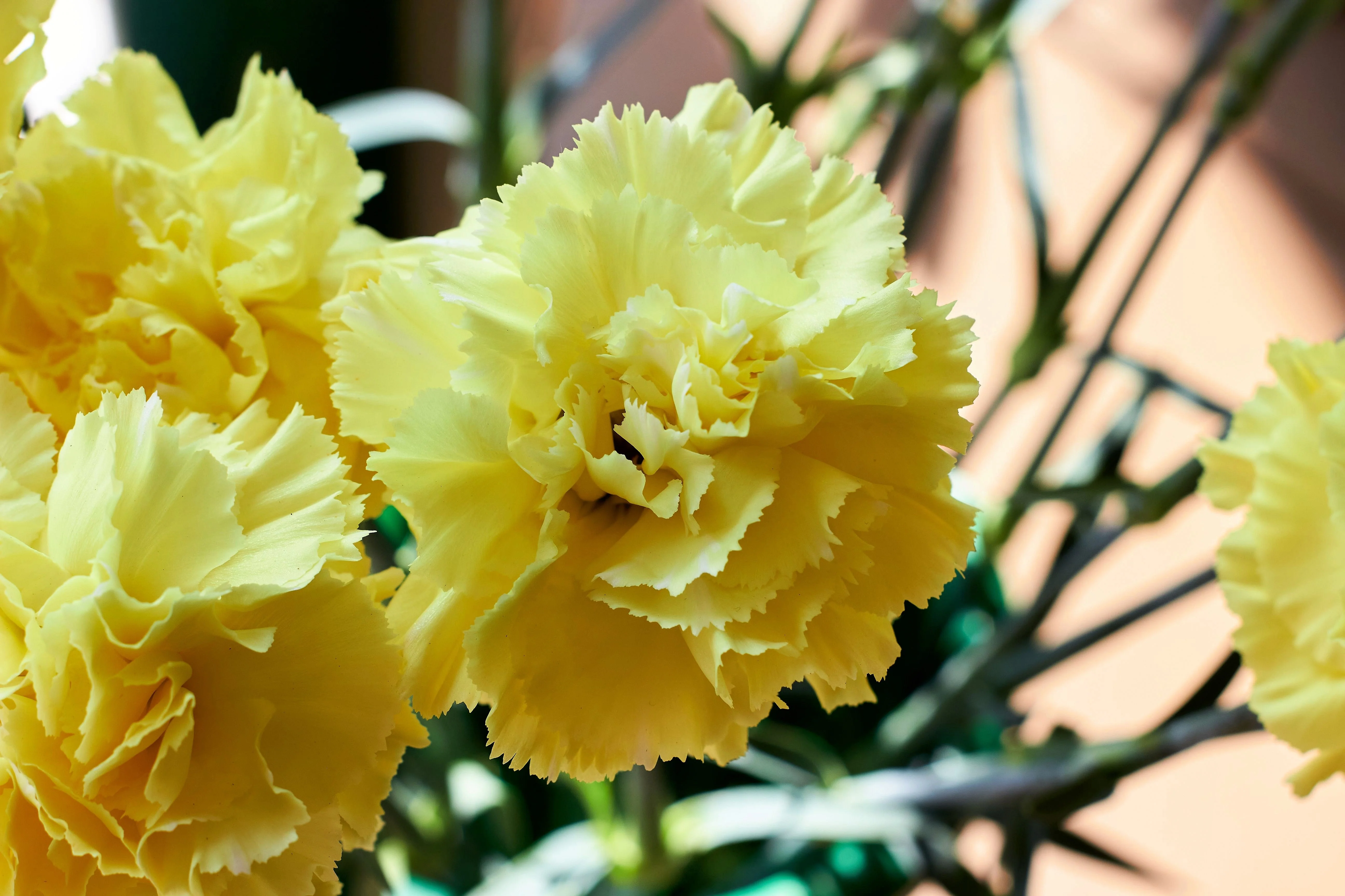 50 YELLOW CARNATION Dianthus Caryophyllus Grenadin Double Flower Seeds - Image 3